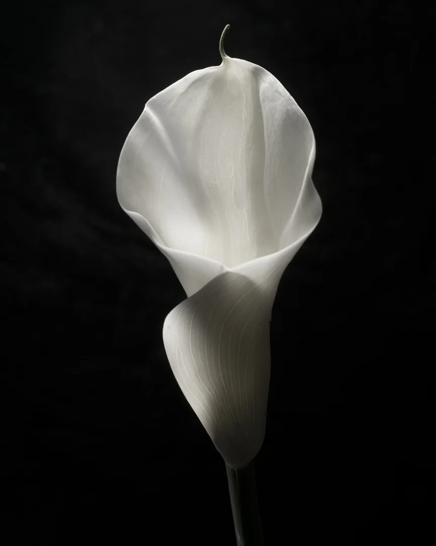 Lily