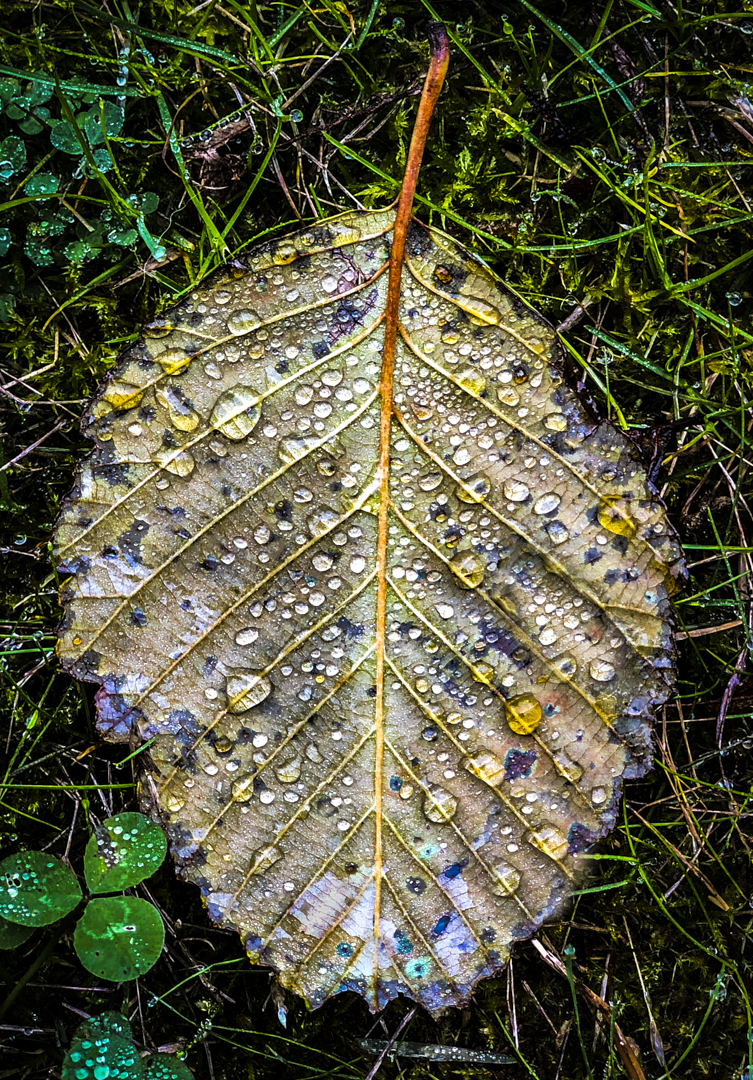Fallen Leaf