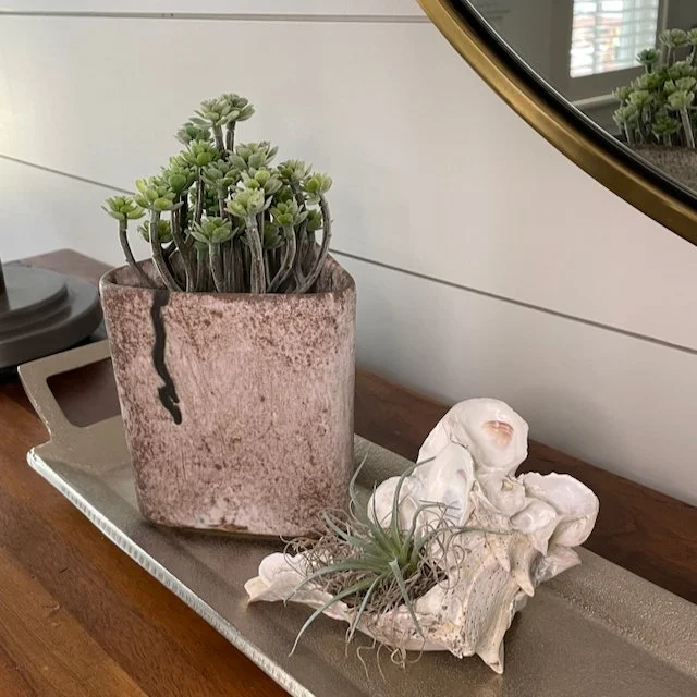 This Conch Seashell with oyster shells