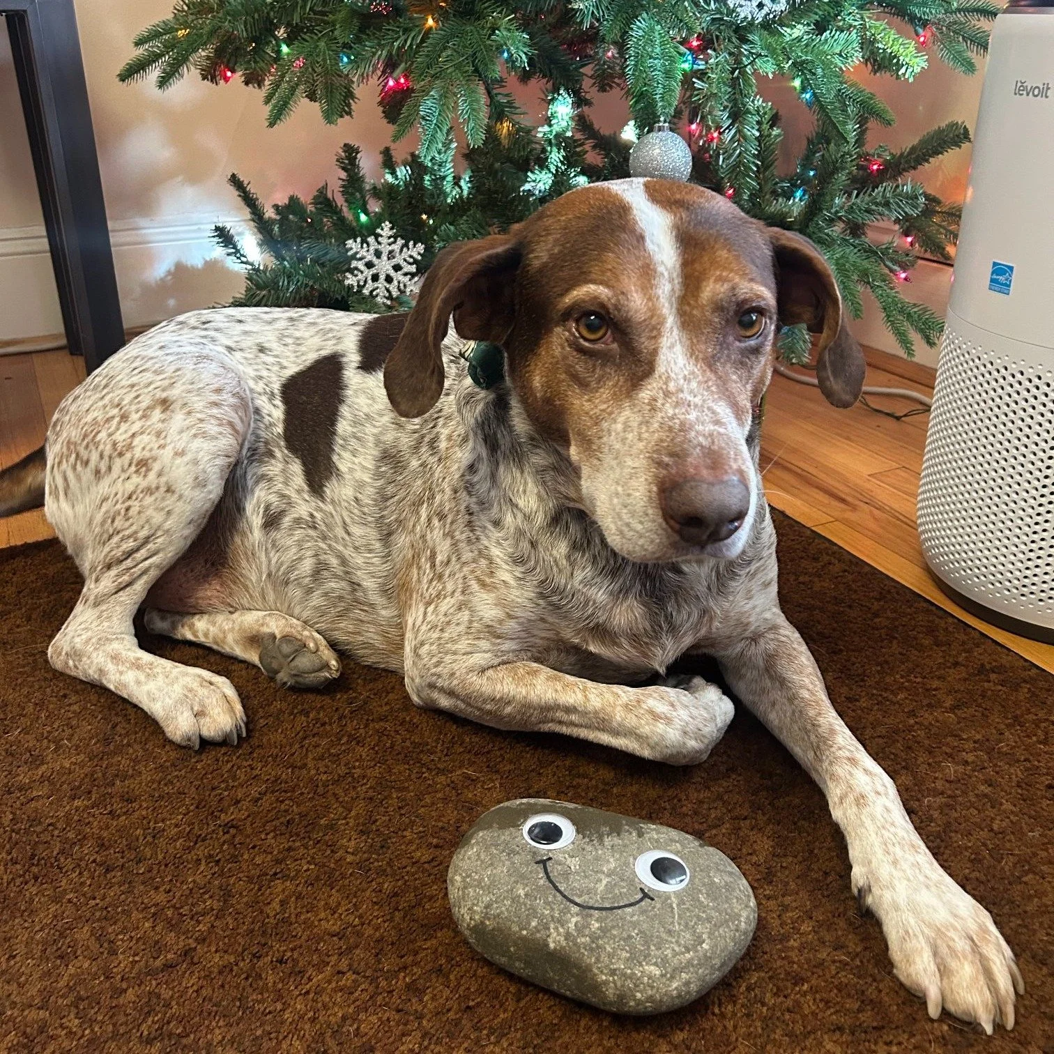 ROCKY spent last week at a familiar spot - @crime_victims_center of Chester County!

He thoroughly enjoyed his time hanging out with the staff and his new BFF, Dutch. As you can see in the photo, Dutch gave ROCKY some kisses and they had a great time