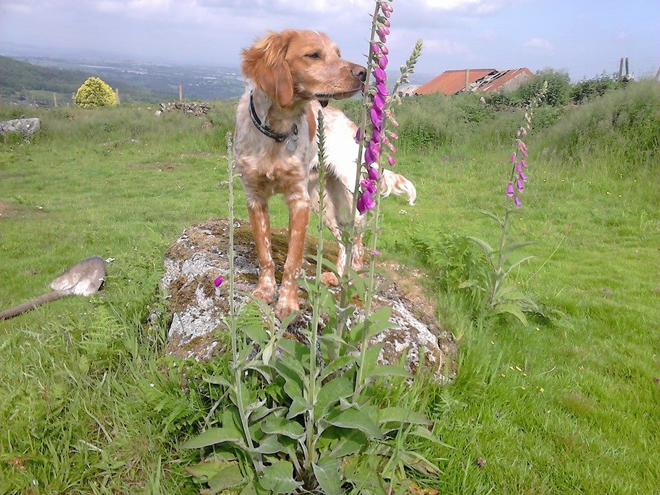 Ralph Adopted.jpg
