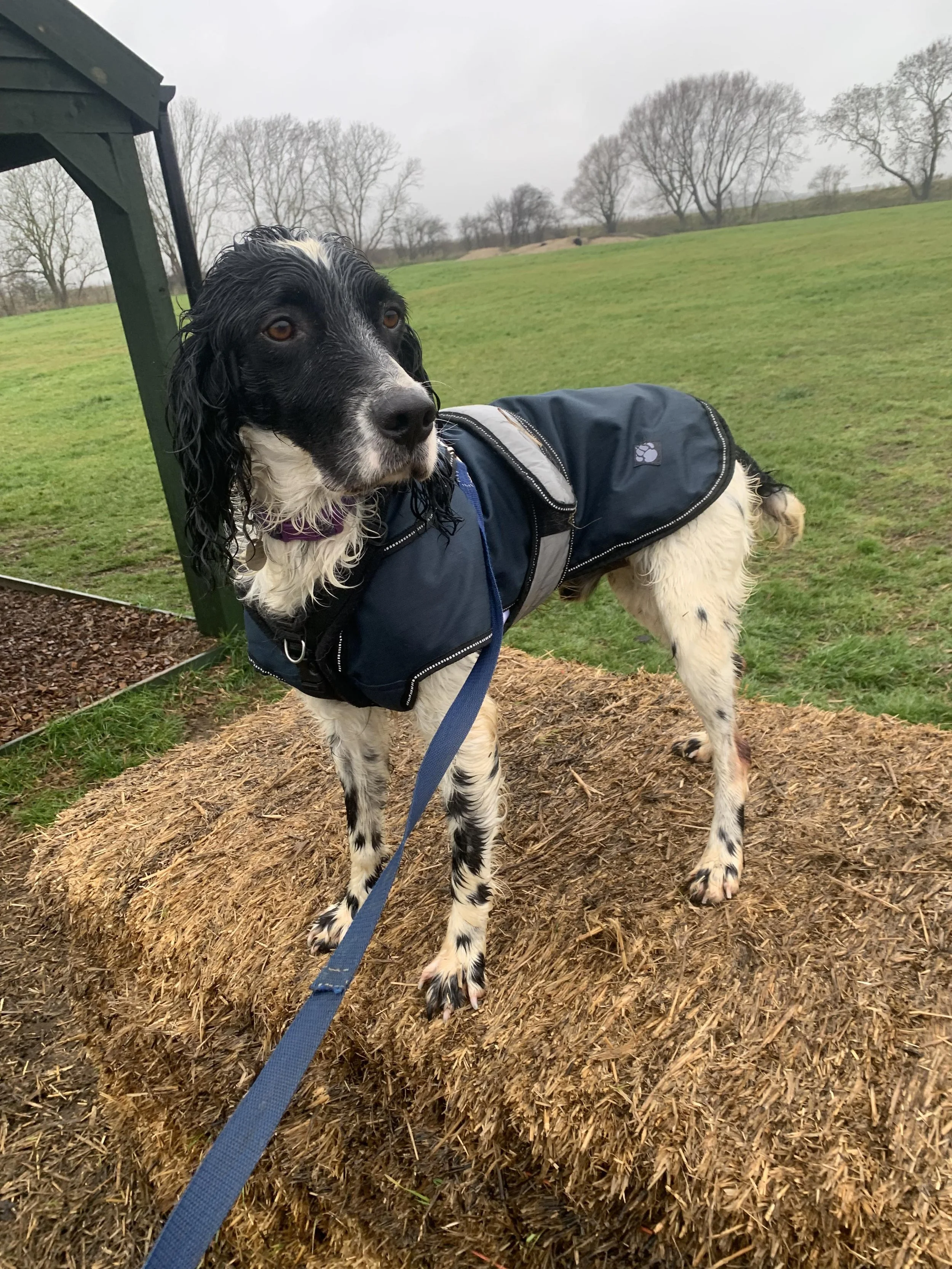Dogs Needing Homes — Save our Spaniels