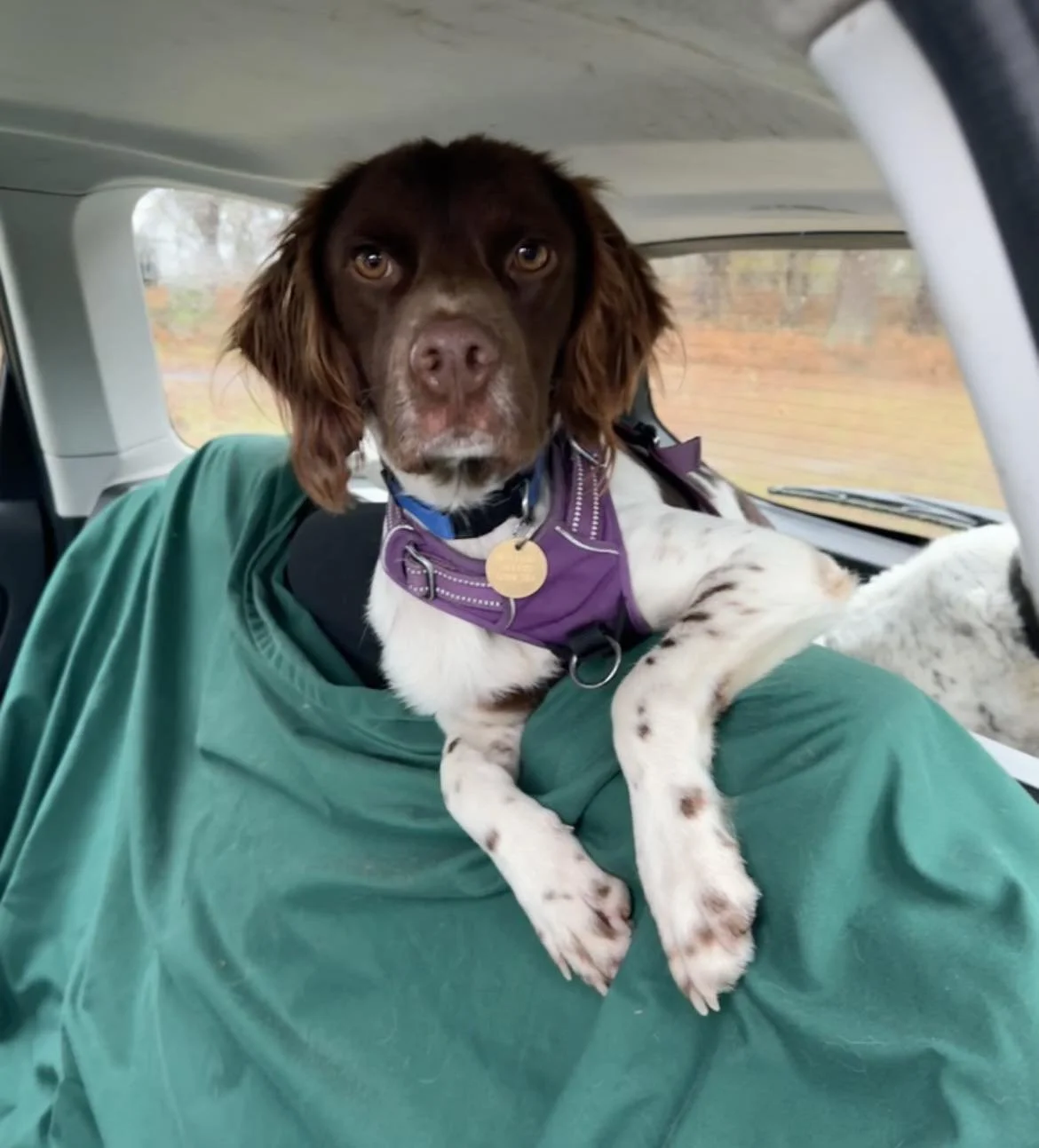 Dogs Needing Homes — Save our Spaniels