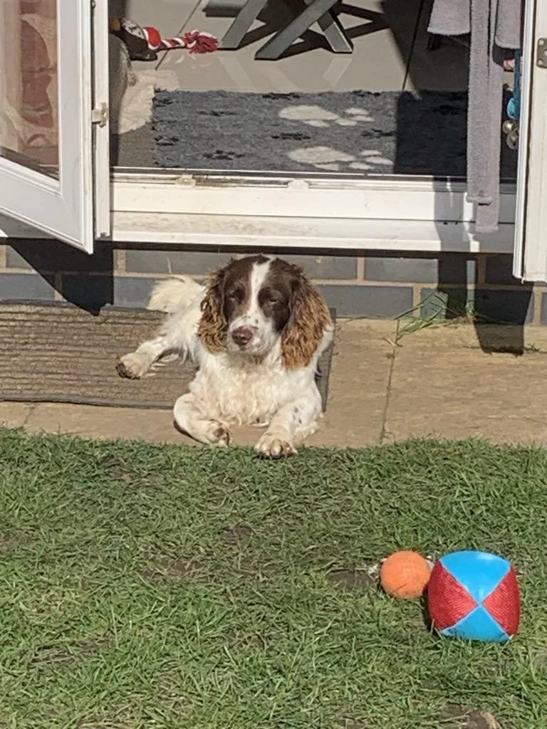 Dogs Needing Homes — Save our Spaniels