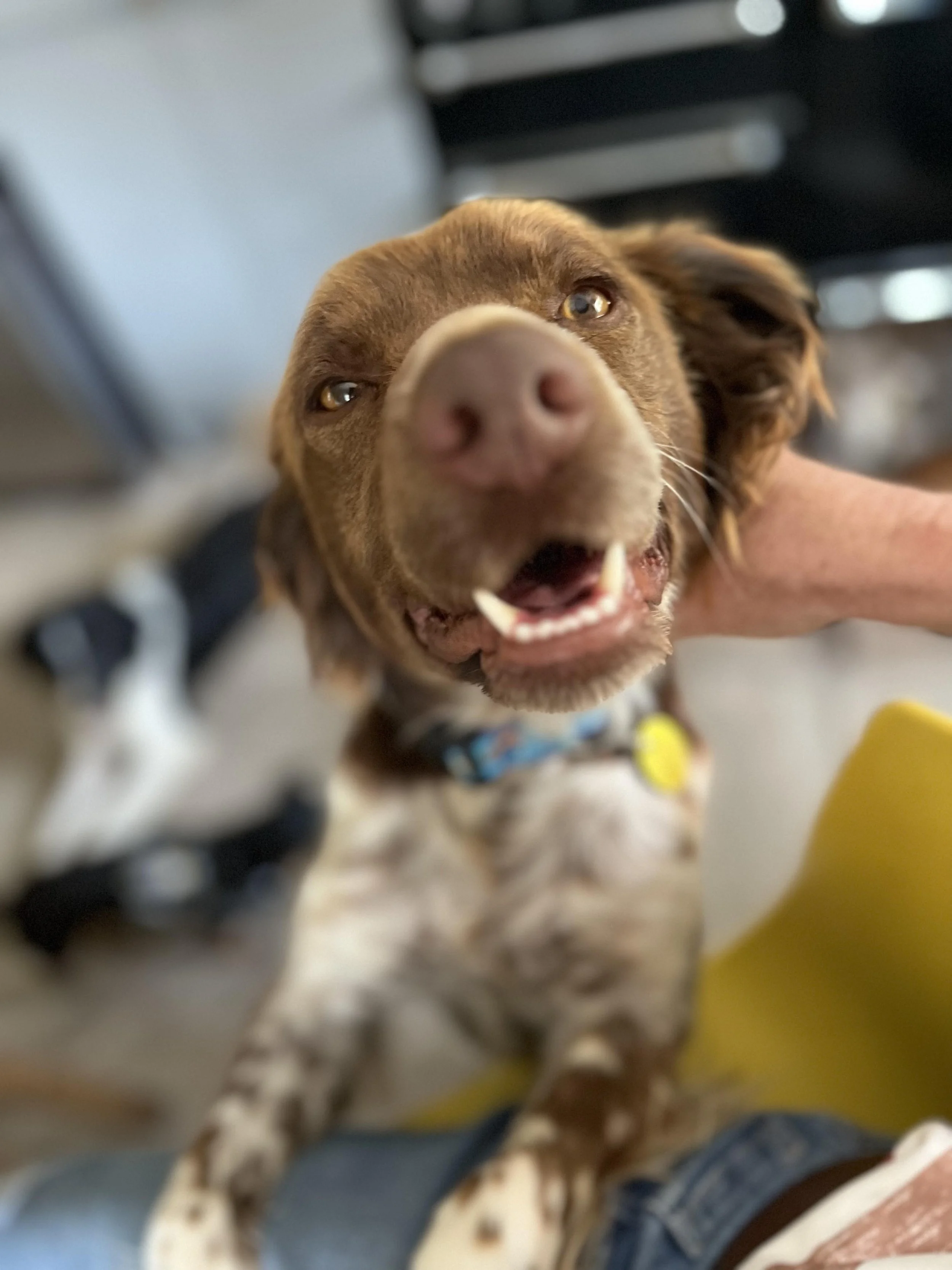 Dogs Needing Homes — Save our Spaniels
