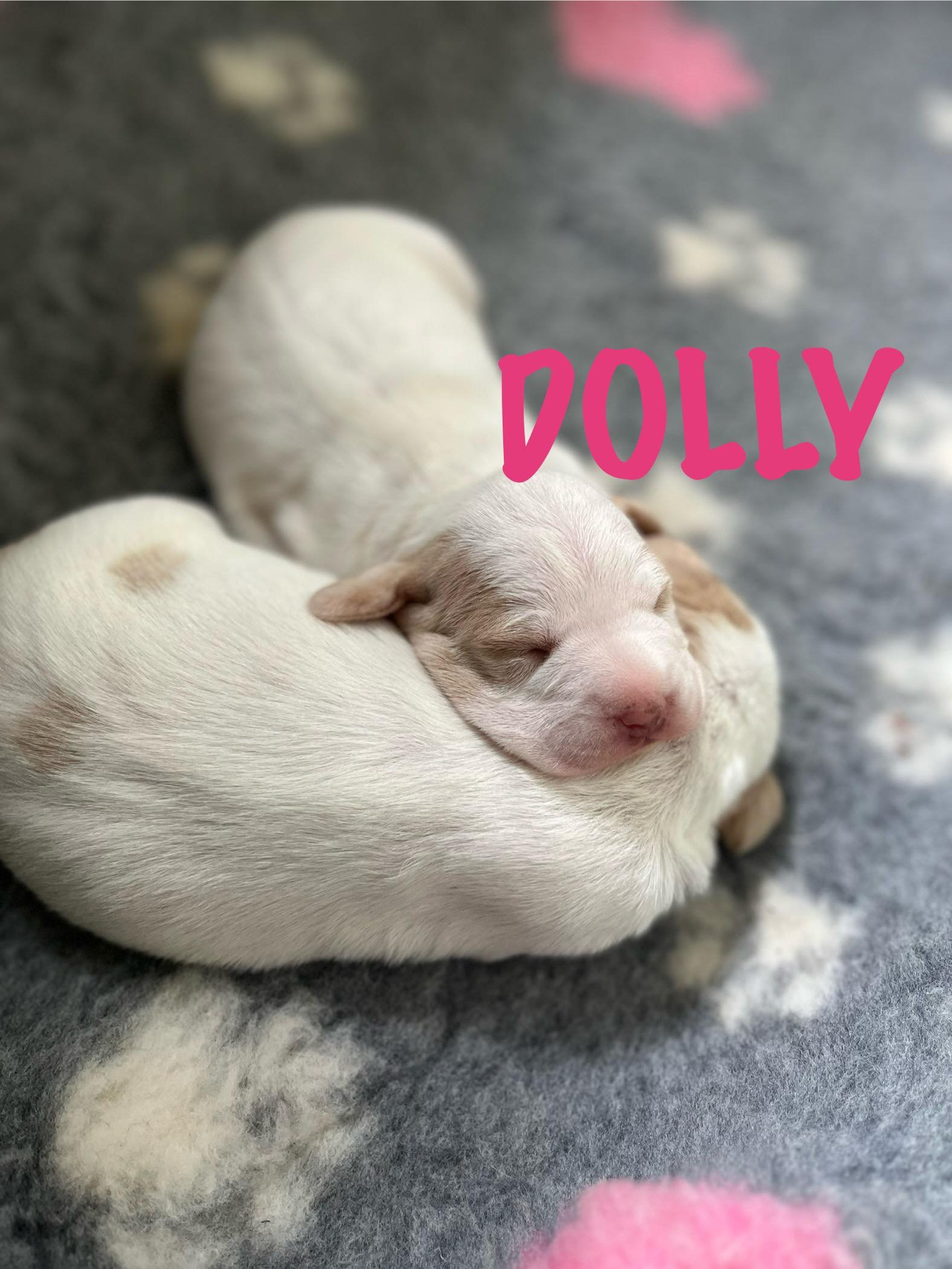 Dolly 1 week.jpg