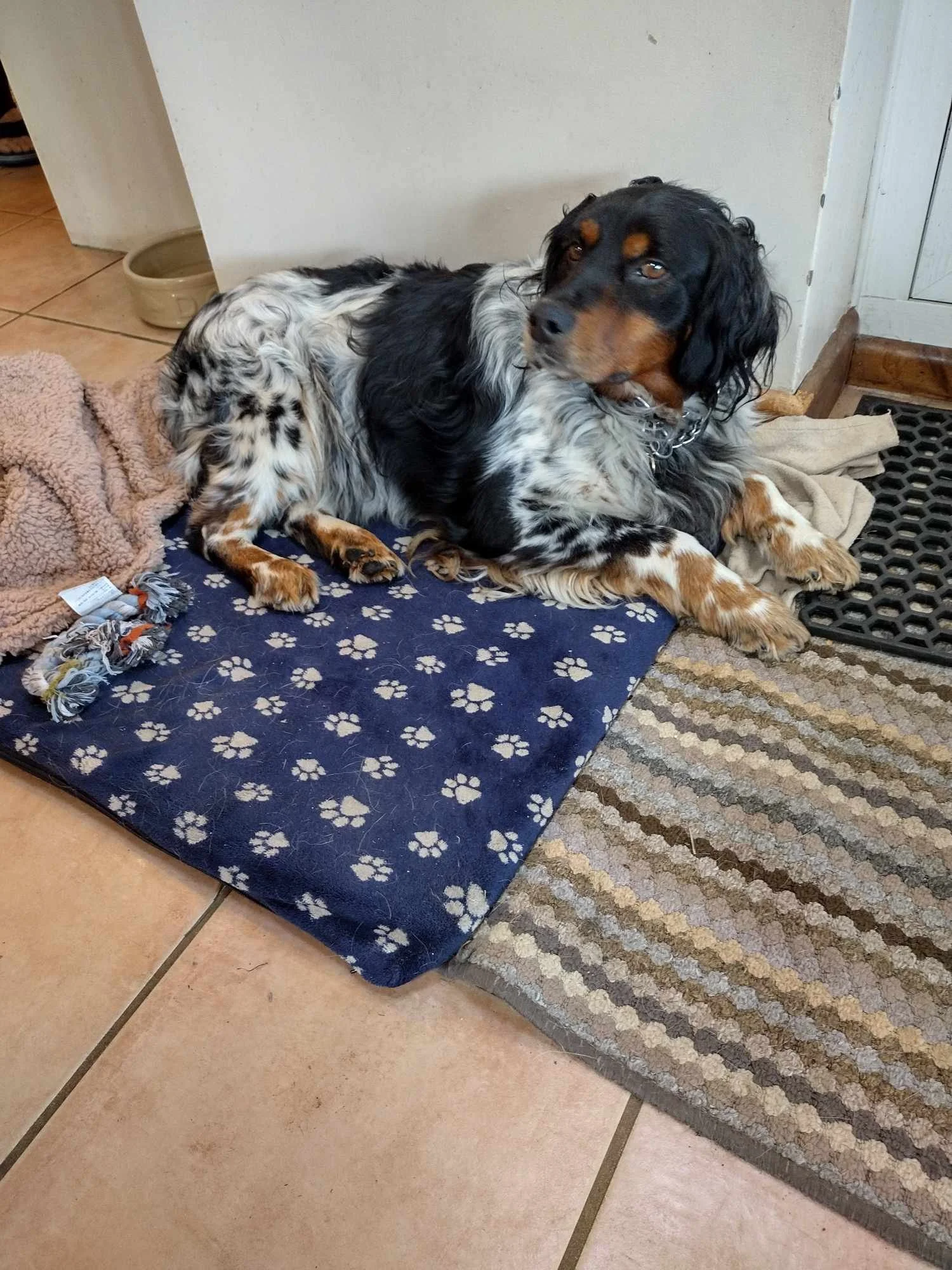 Dogs Needing Homes — Save our Spaniels