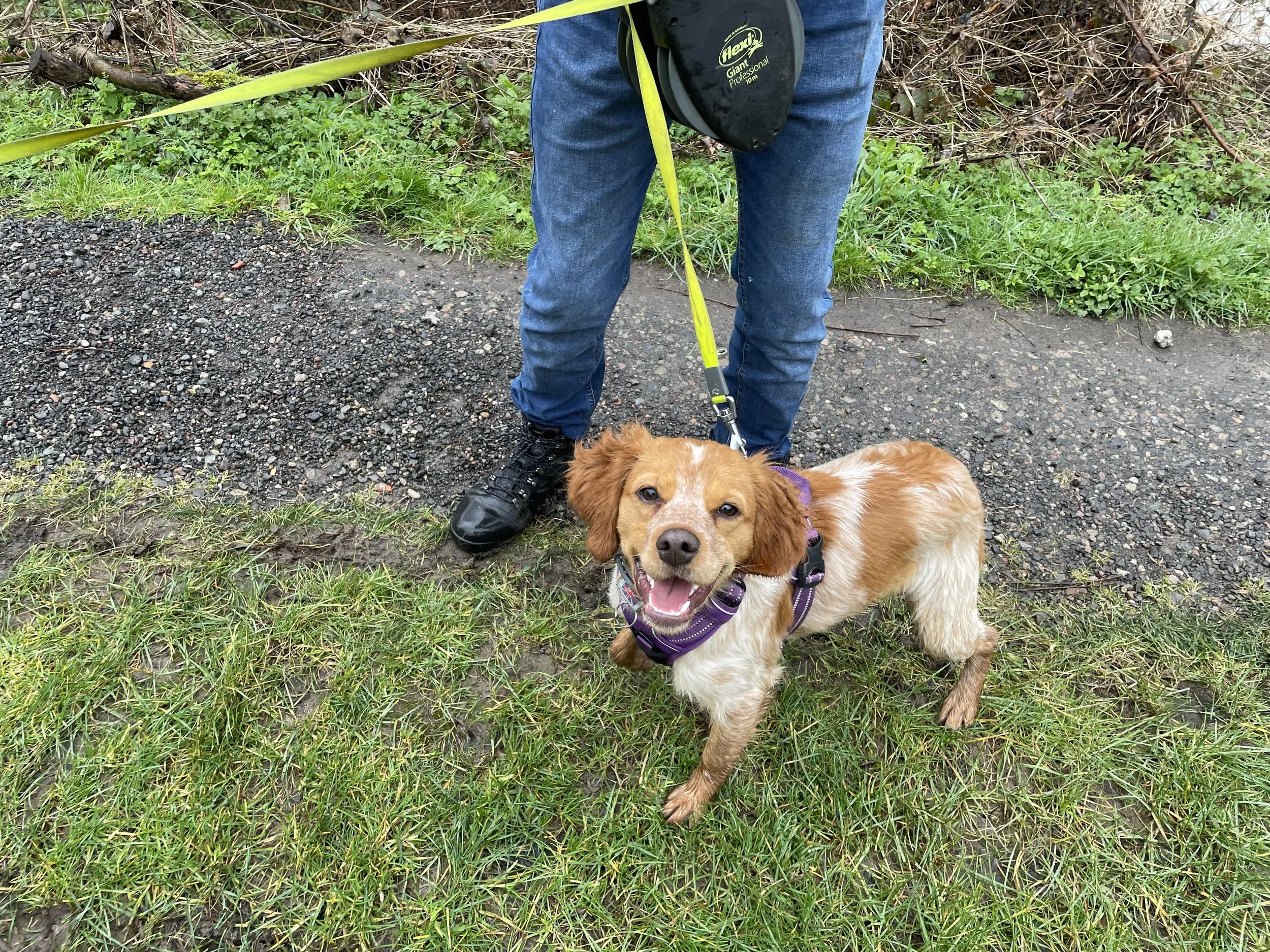 Dogs Needing Homes — Save our Spaniels