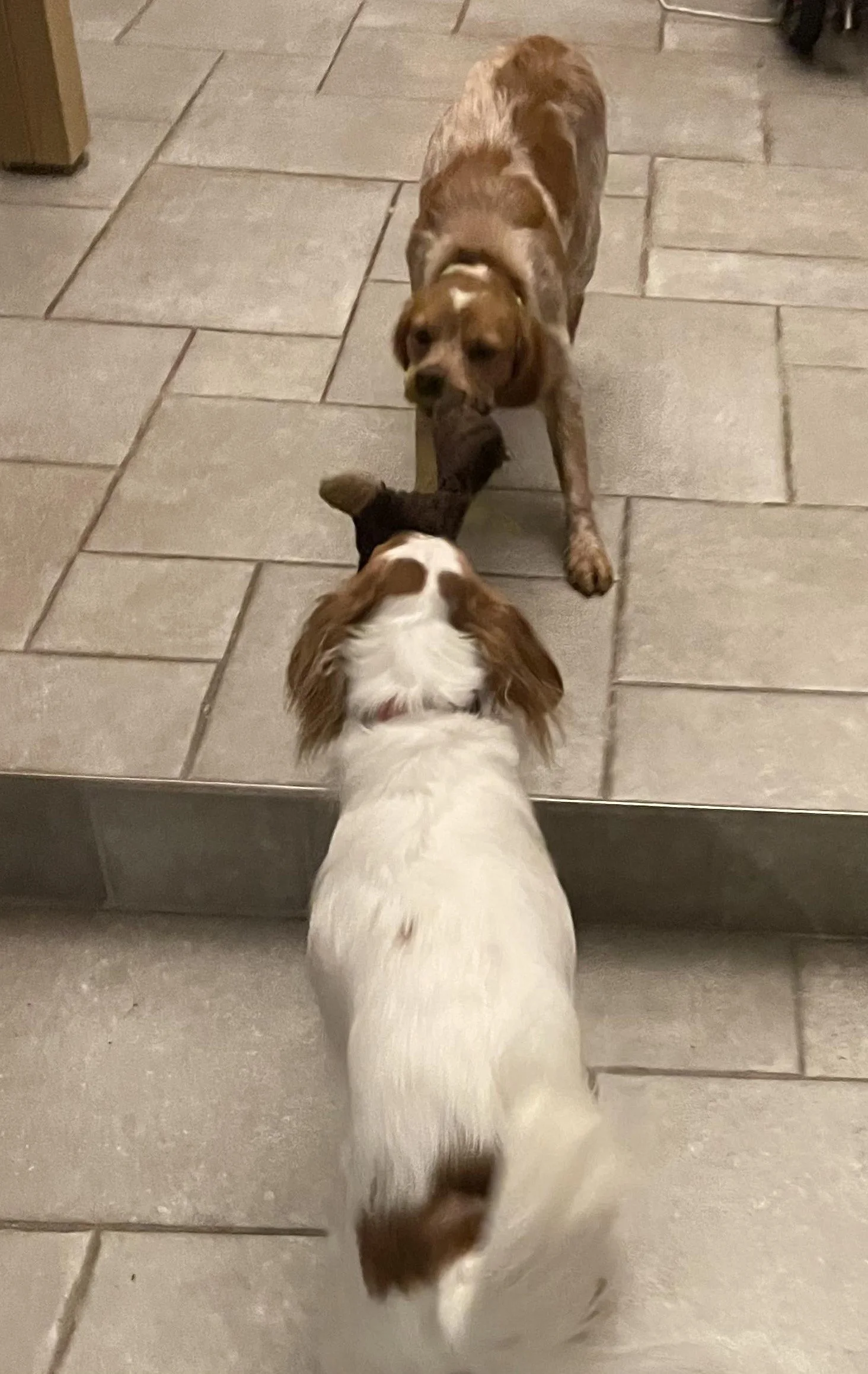 Dogs Needing Homes — Save our Spaniels