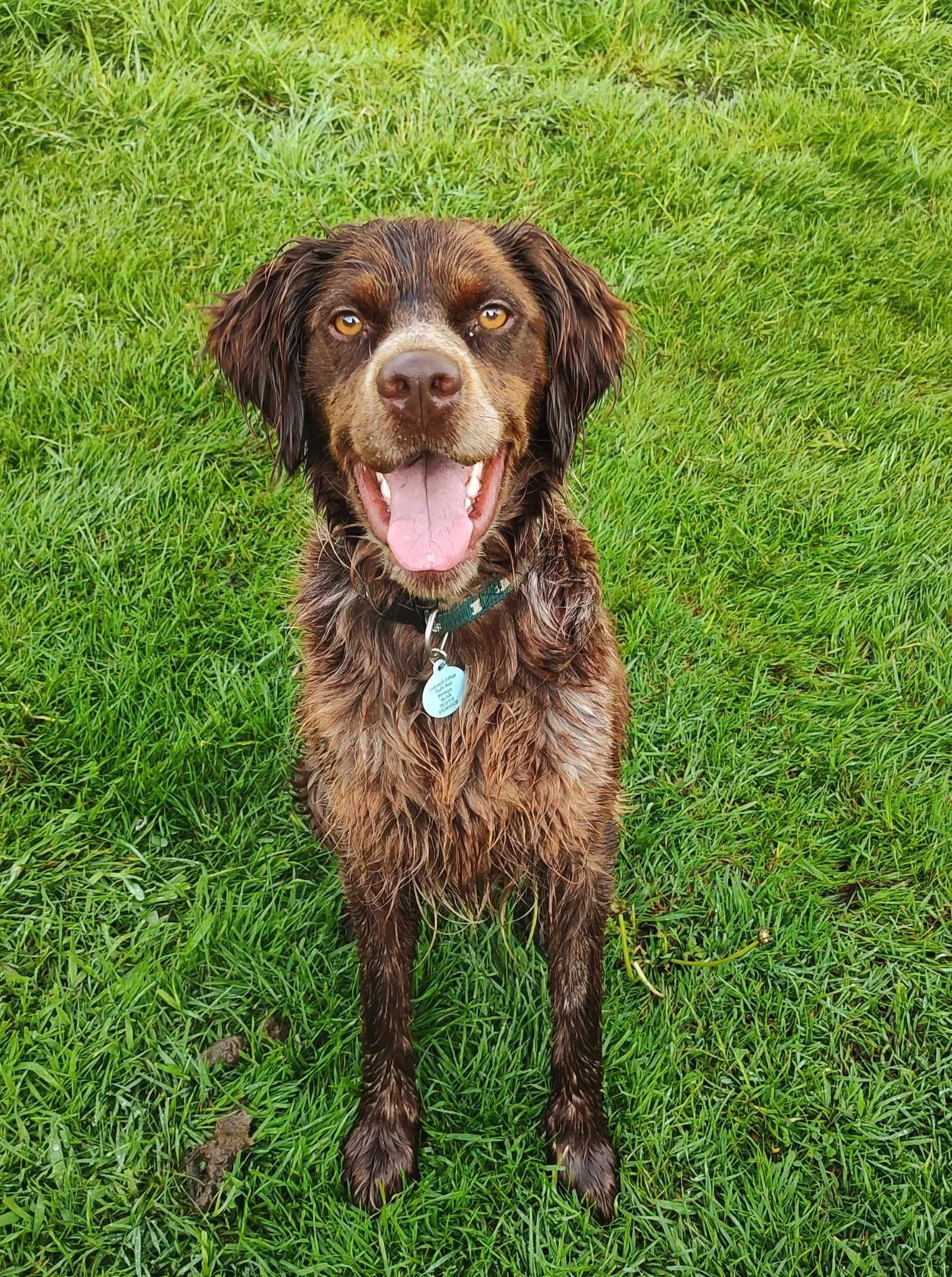 Dogs Needing Homes — Save our Spaniels