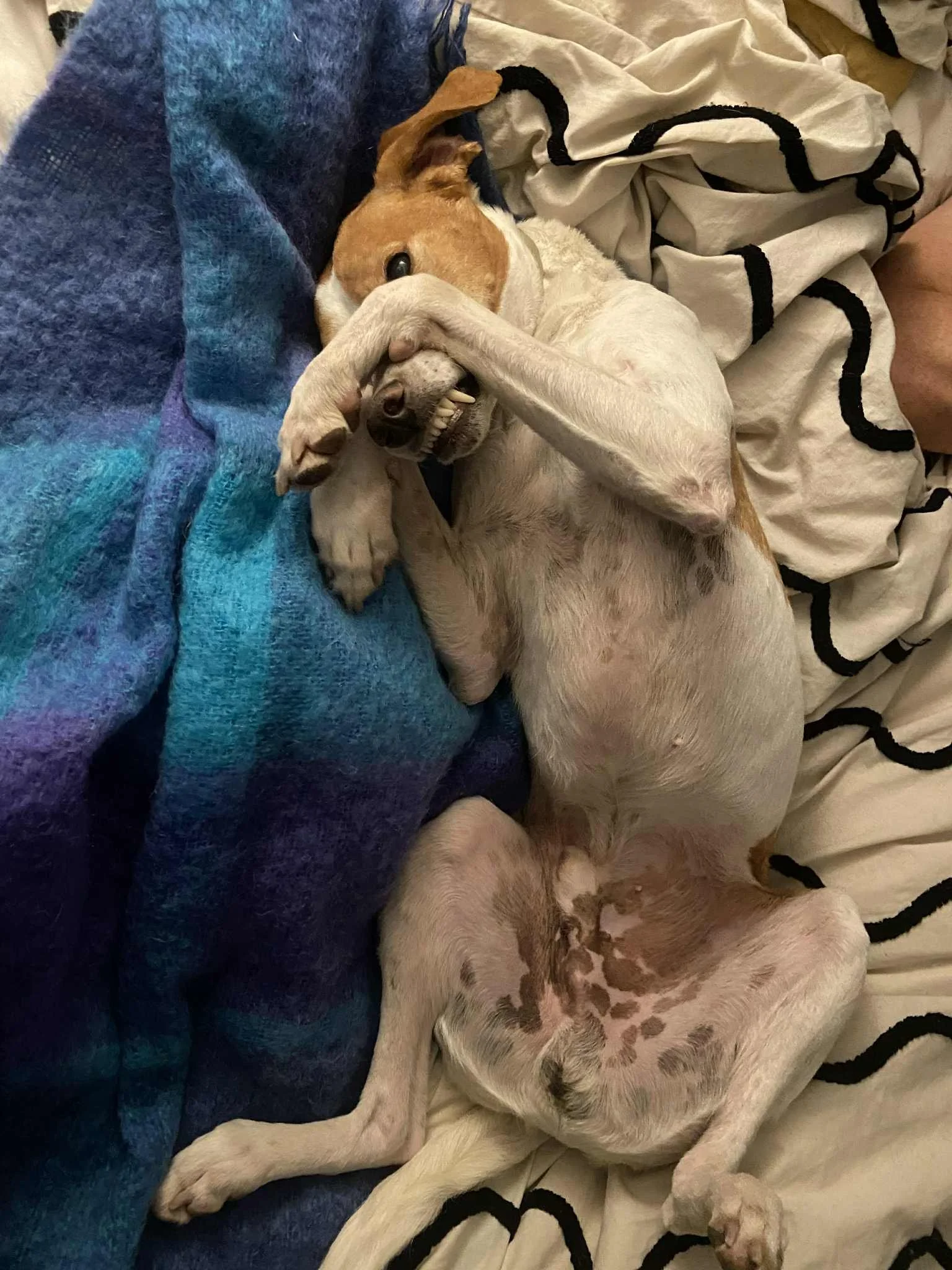 Calvin 1567 Fosterer 1.jpg