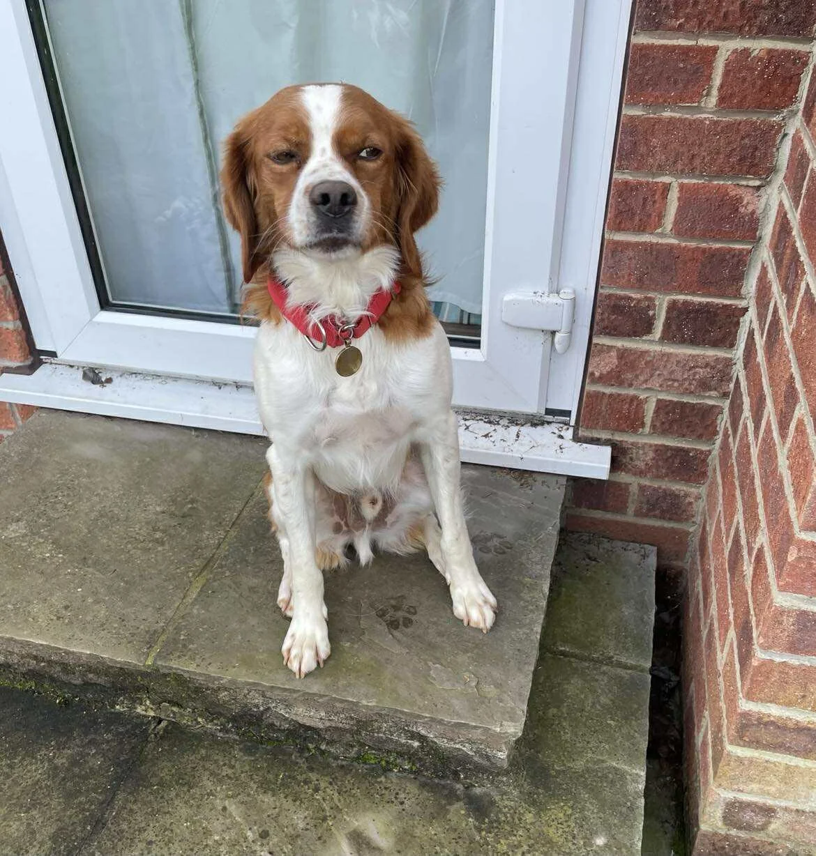 Jose 1569 Fosterer 1.jpg