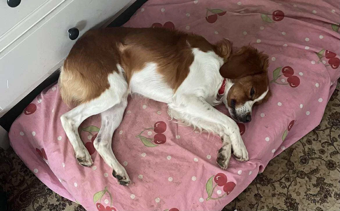 Jose 1569 Fosterer 2.jpg