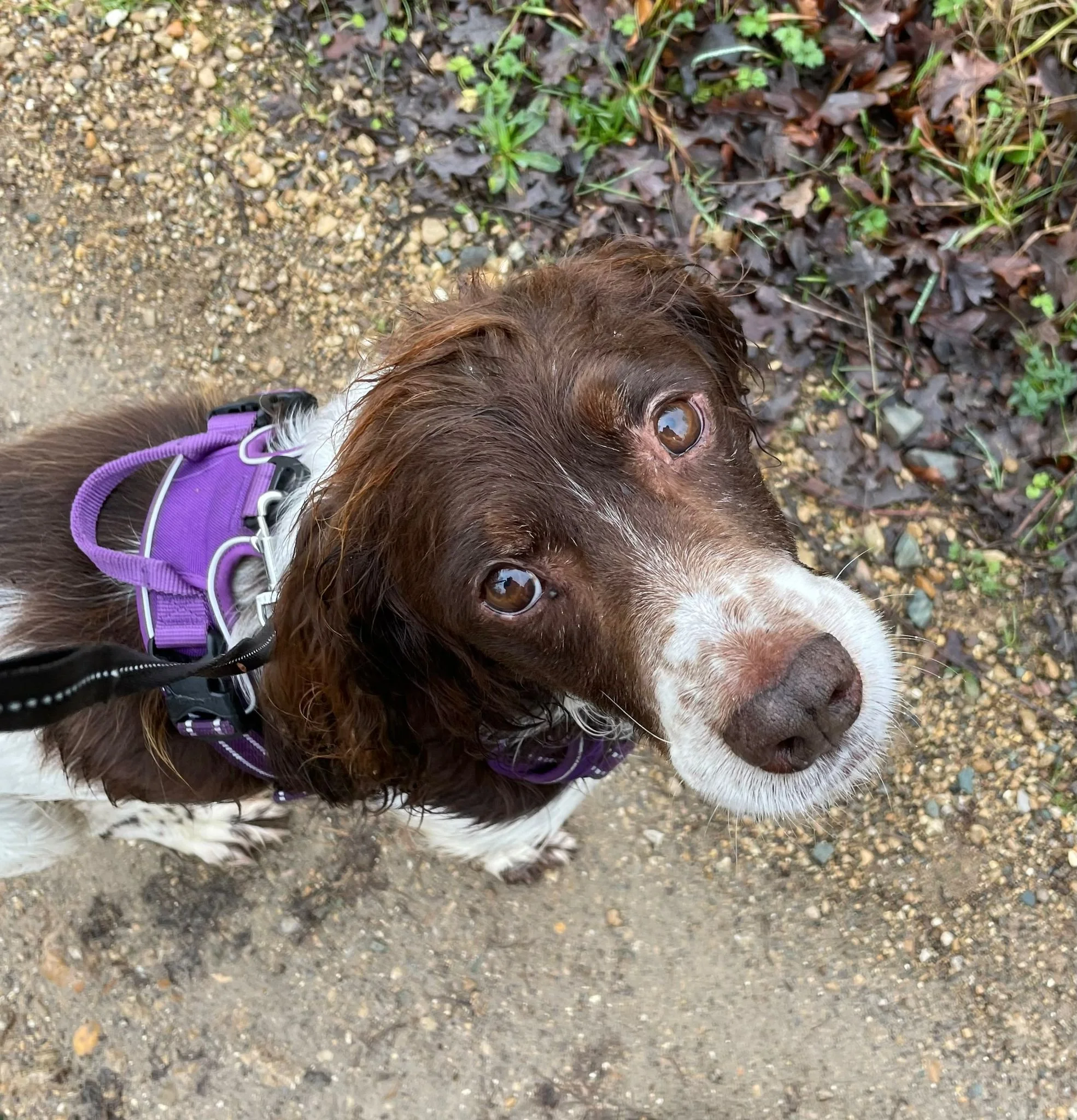 Pinto 1586 Fosterer.jpg