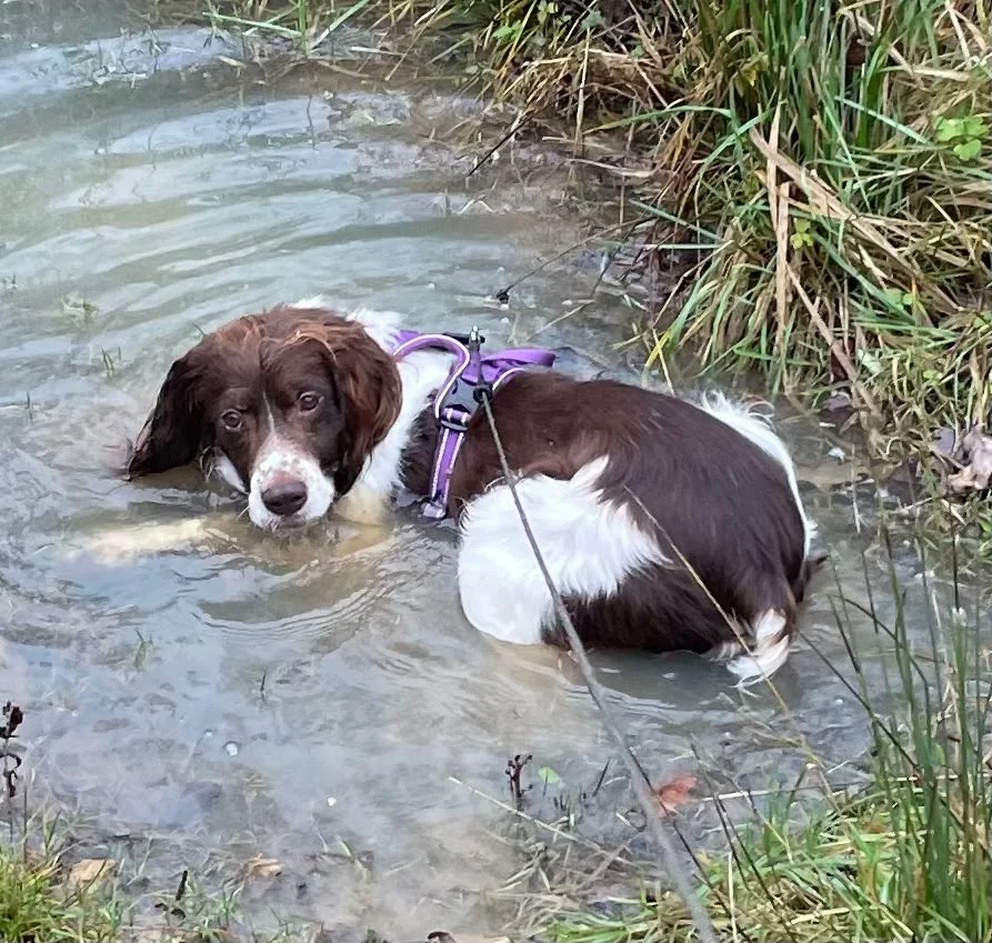 Pinto 1586 Fosterer 1.jpg