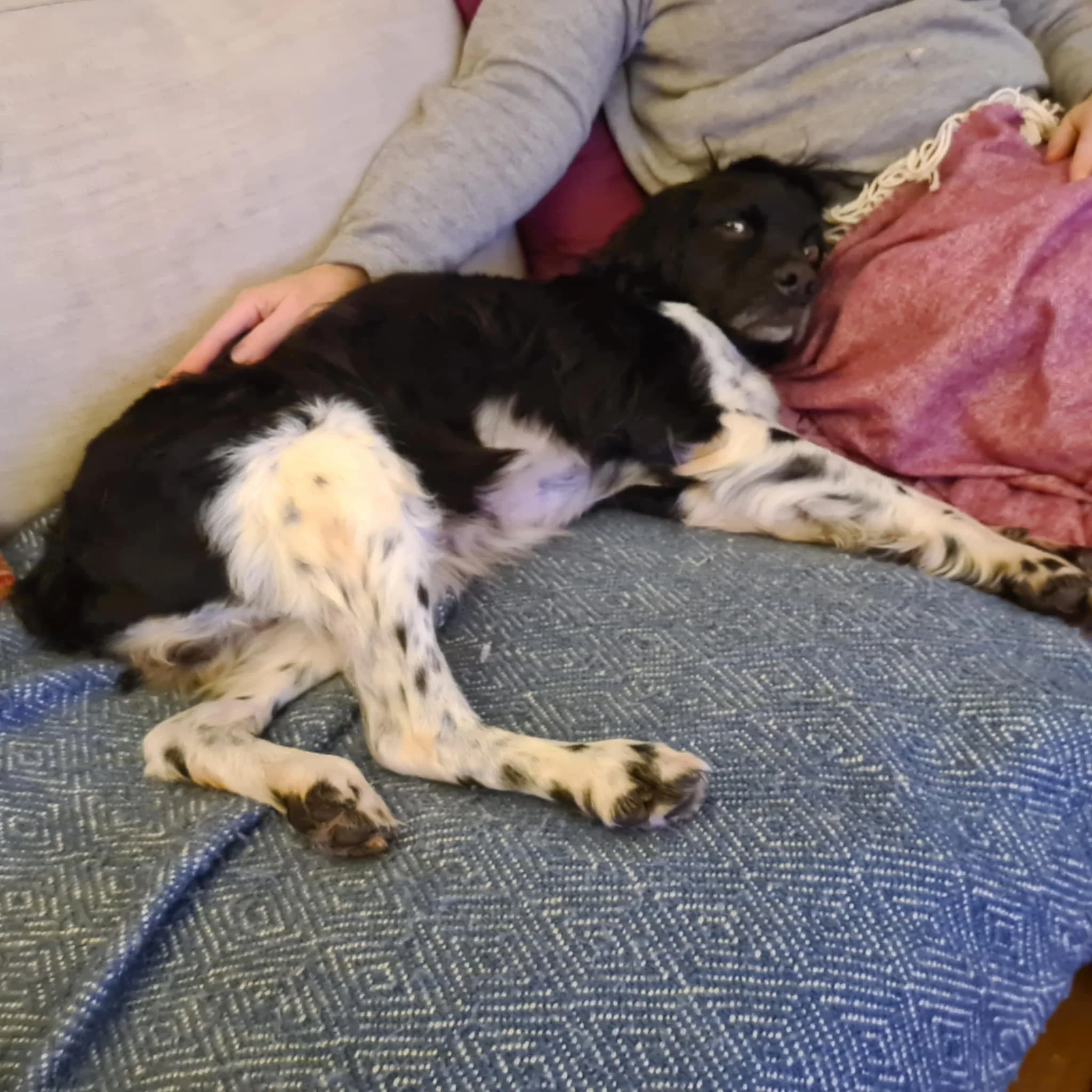 Marley 1579 Fosterer 3.jpg