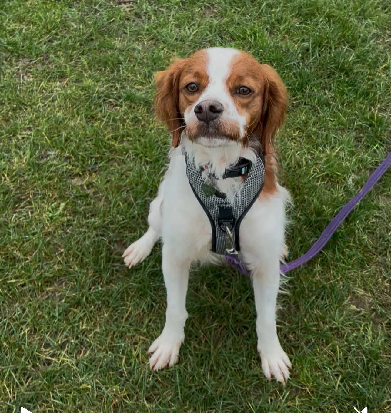 Syro 1583 Fosterer 1.jpg