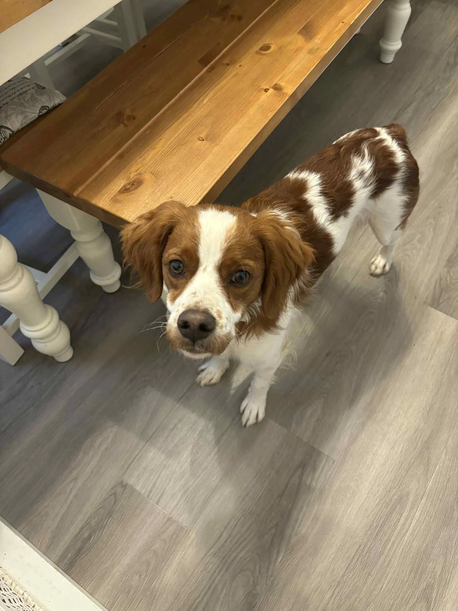 Syro 1583 Fosterer 3.jpg