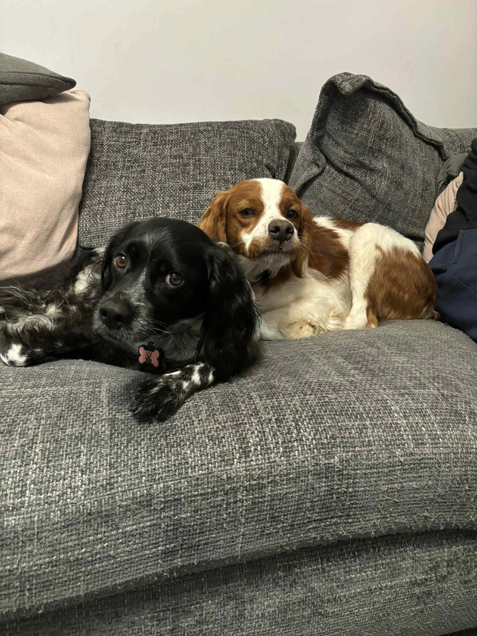 Syro 1583 Fosterer 2.jpg