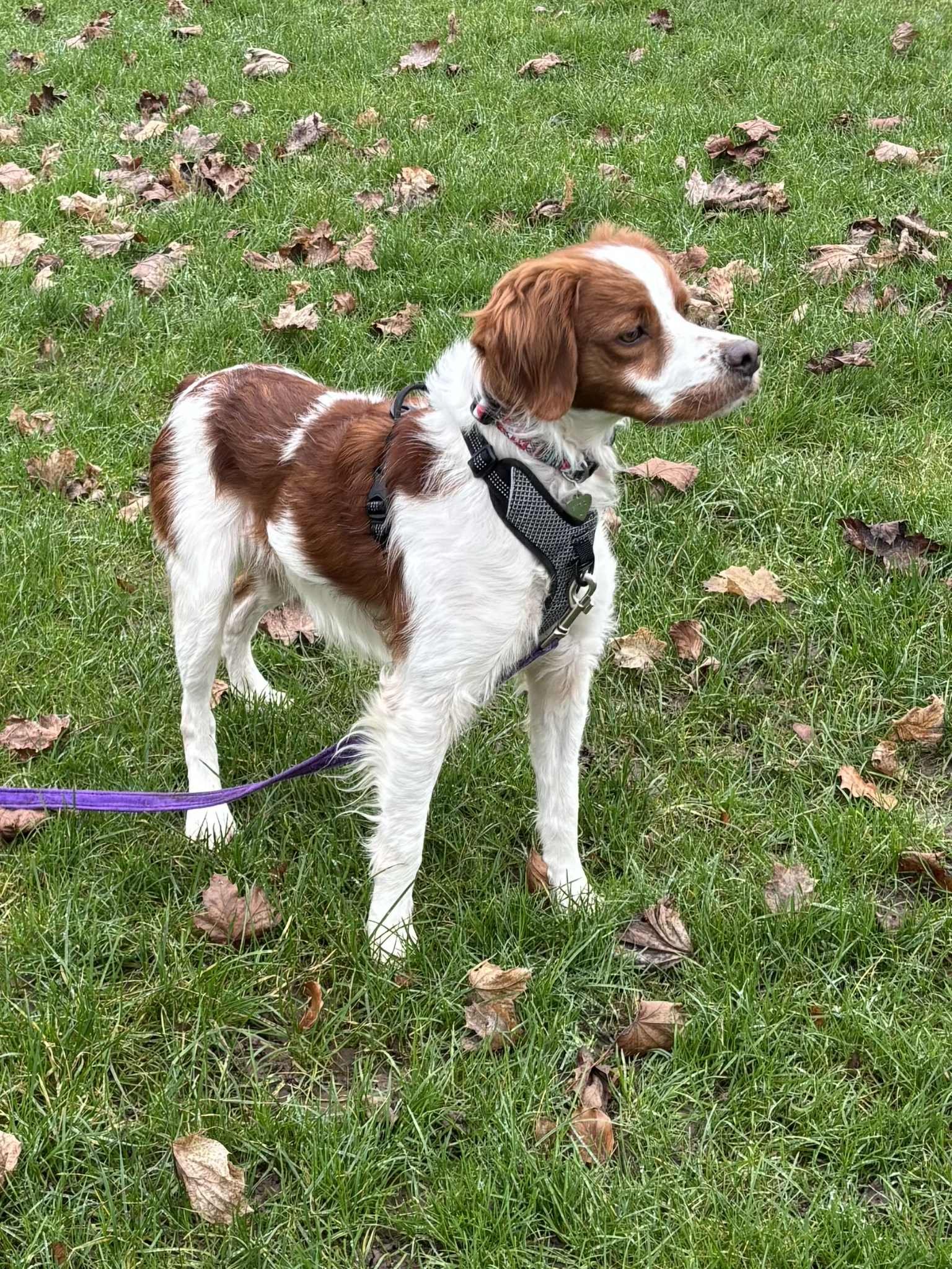 Syro 1583 Fosterer.jpg