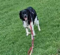 Braco 1594 Fosterer 3.jpg