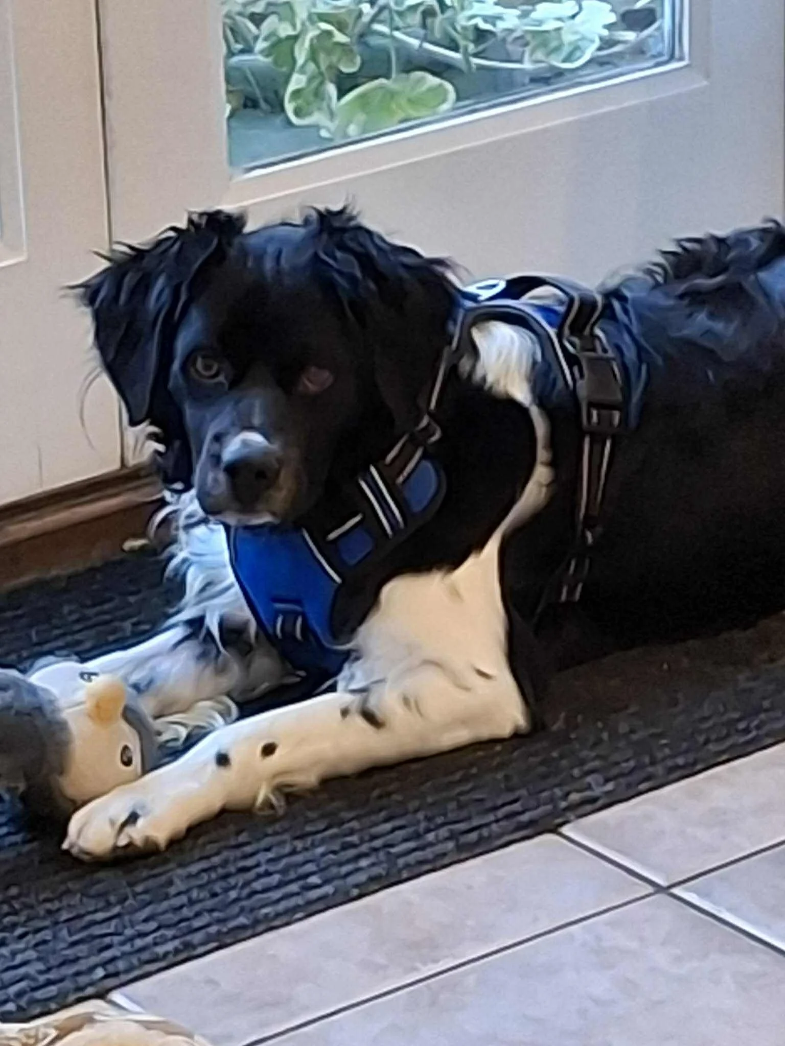 Braco 1594 Fosterer 2.jpg