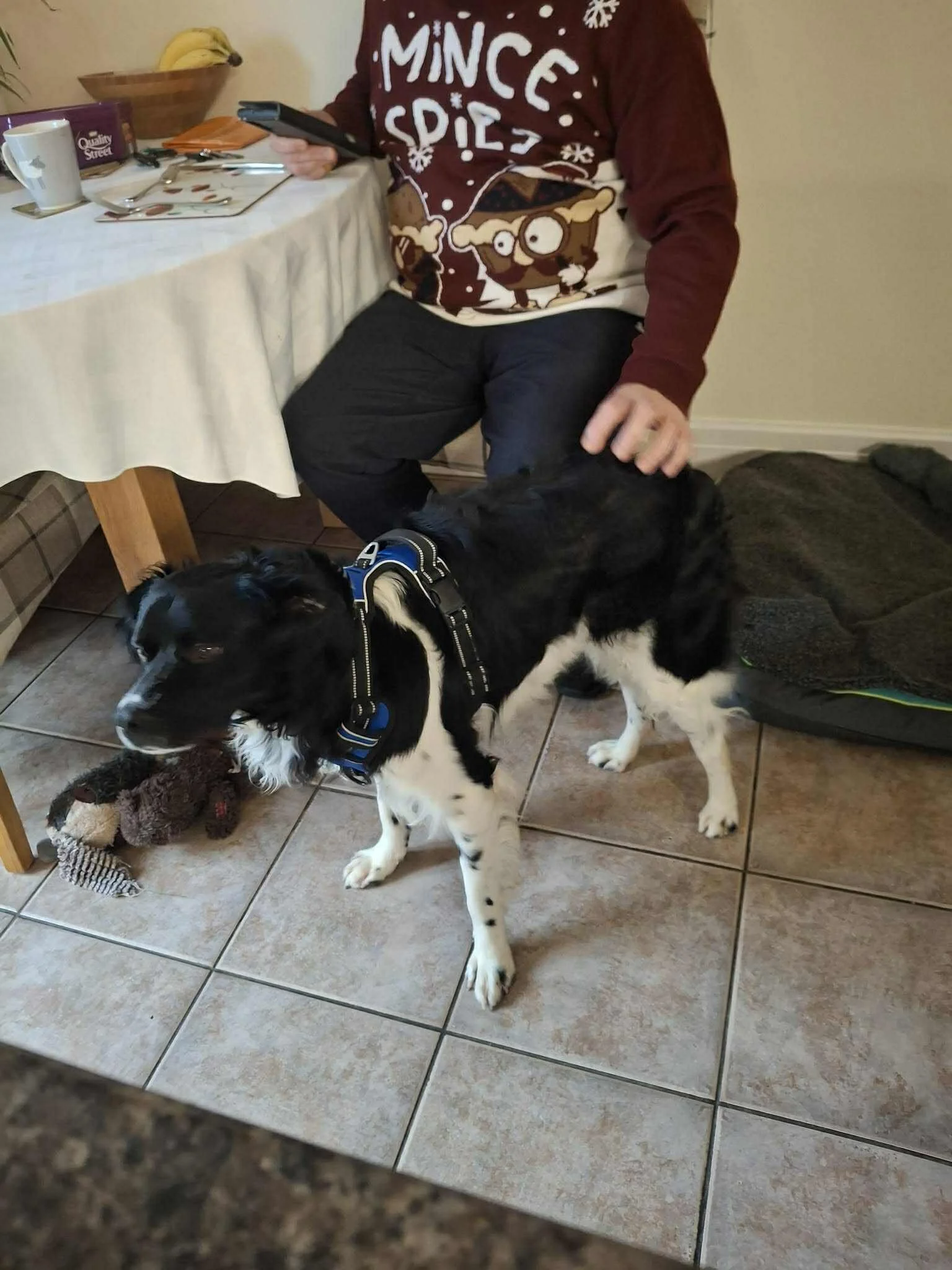 Braco 1594 Fosterer 1.jpg