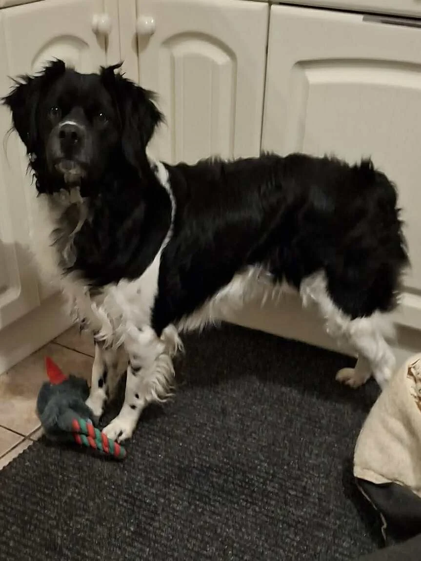 Braco 1594 fosterer.jpg