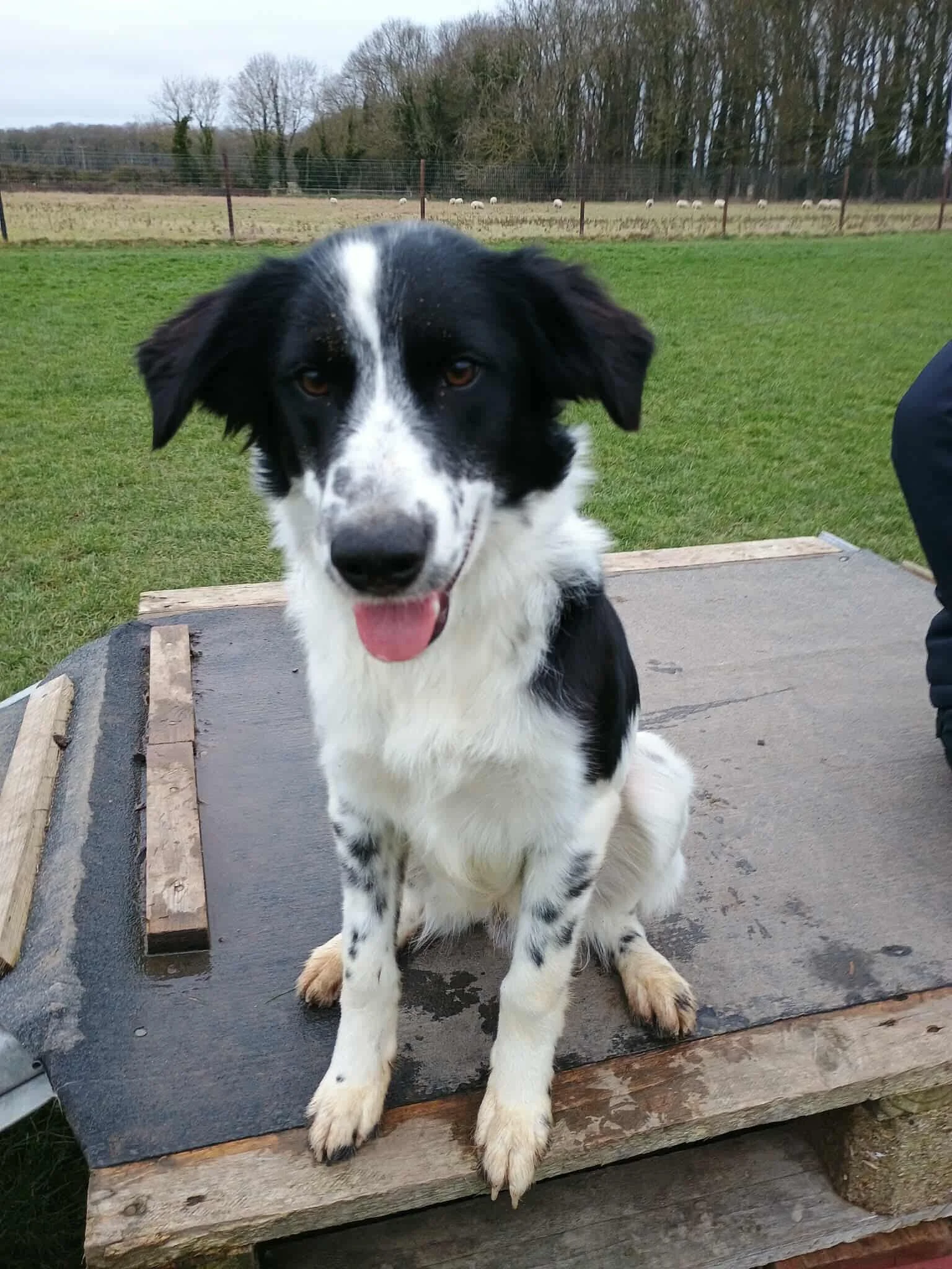 Simba 1599 Fosterer 1.jpg