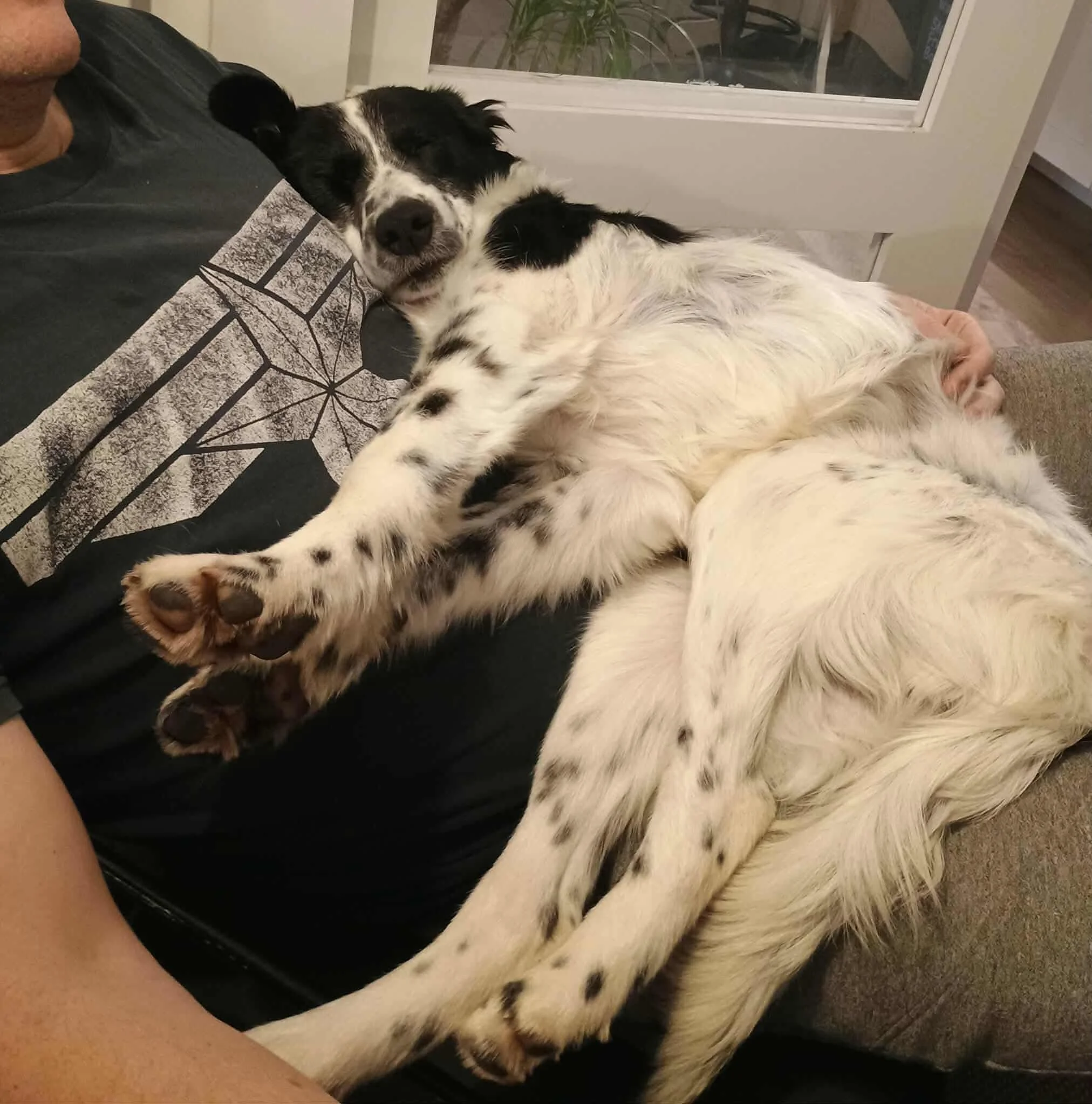 Simba 1599 Fosterer 3.jpg