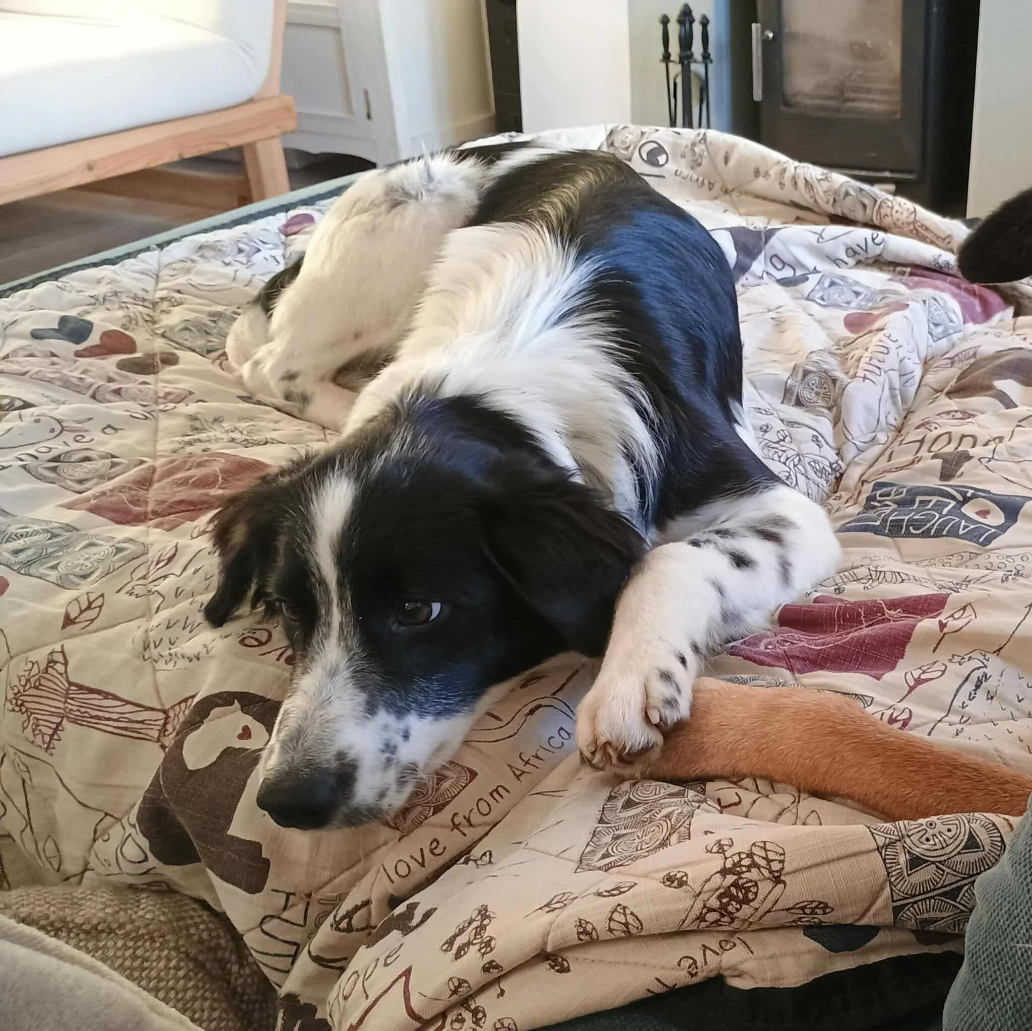 Simba 1599 Fosterer 2.jpg