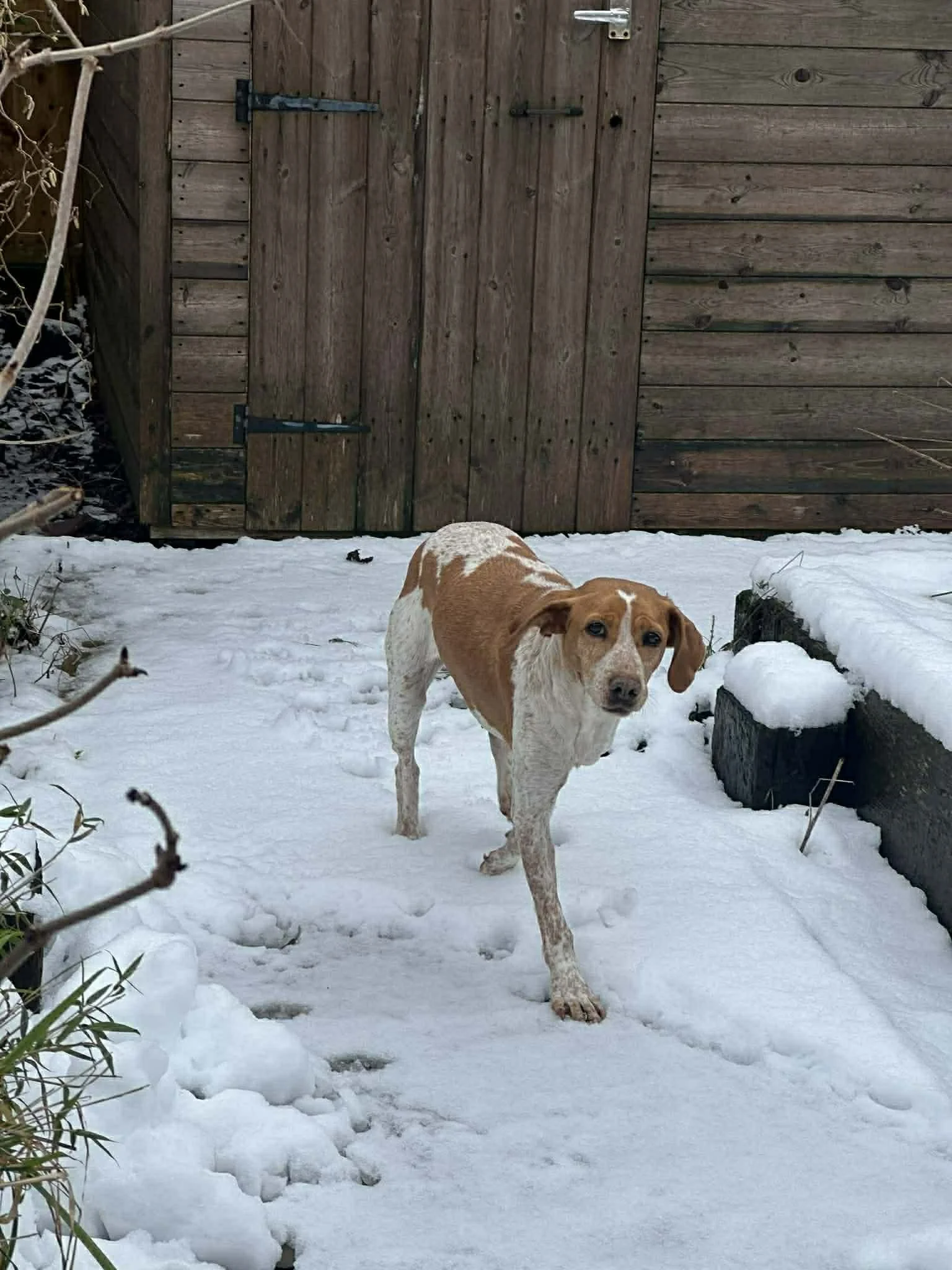 Cherry 1573 Fosterer 5.jpg