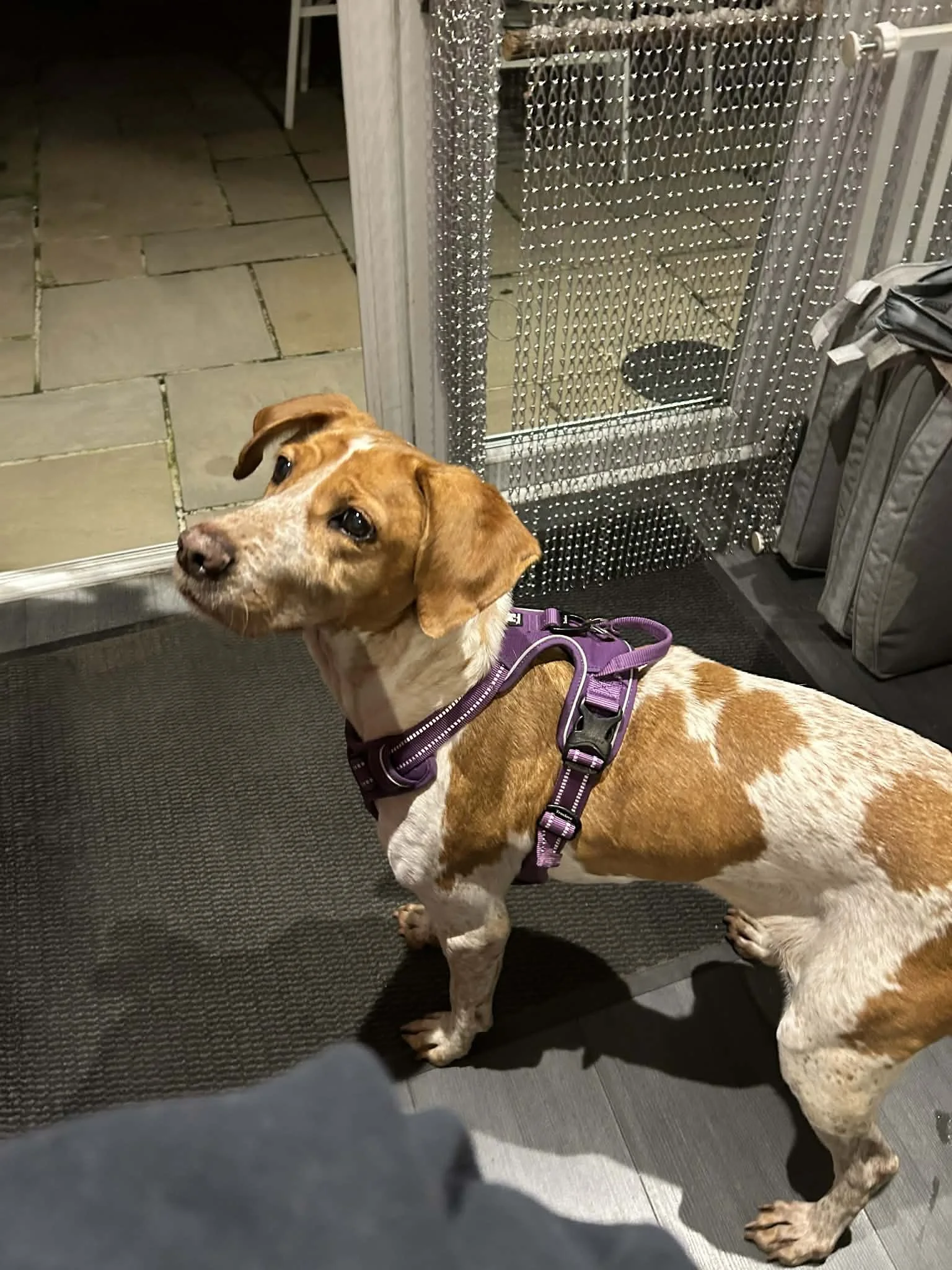 Cherry 1573 Fosterer 3.jpg