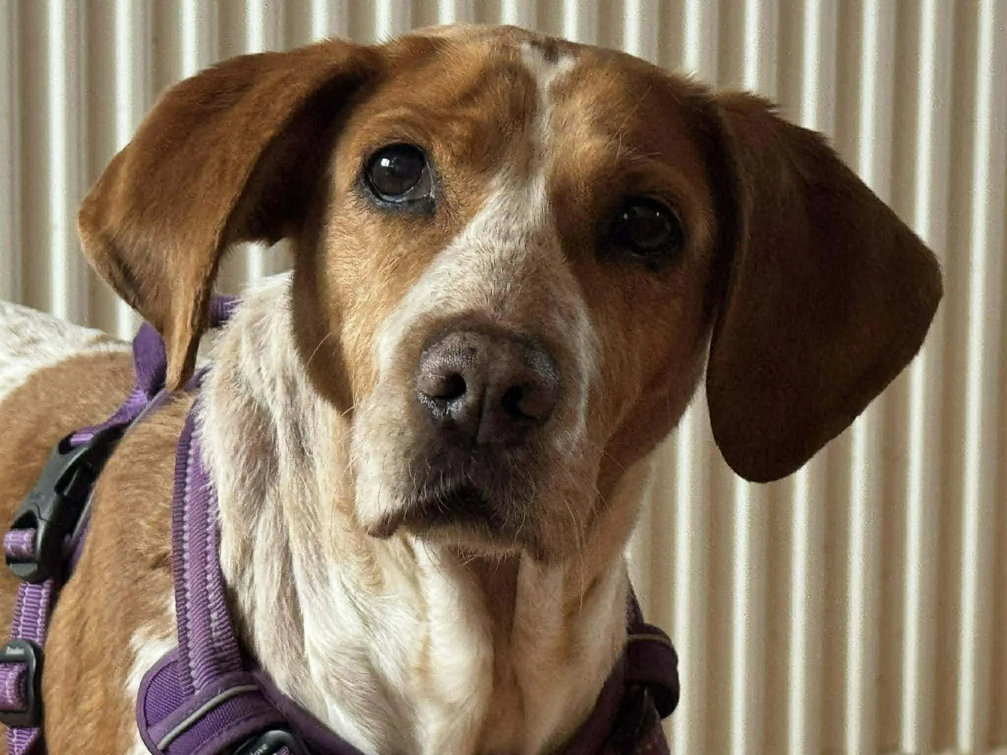 Cherry 1573 Fosterer 2.jpg