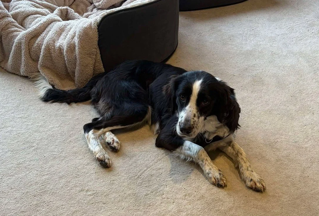 Nala 1592 Fosterer 3.jpg