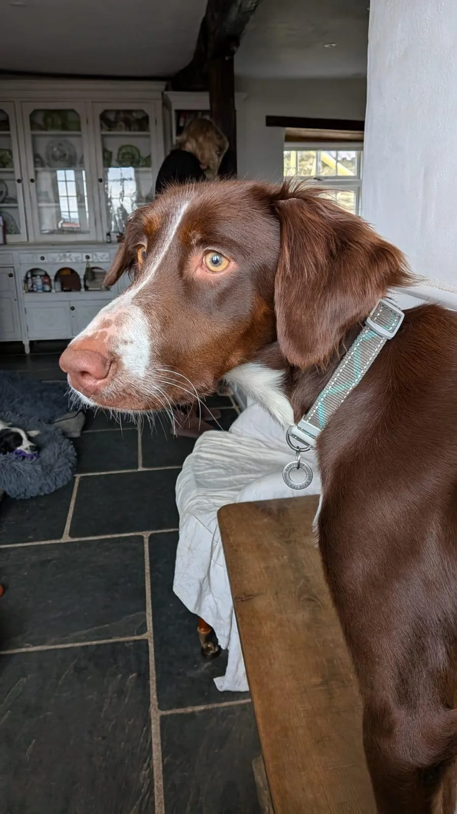 Canela 1600 Fosterer 3.jpg