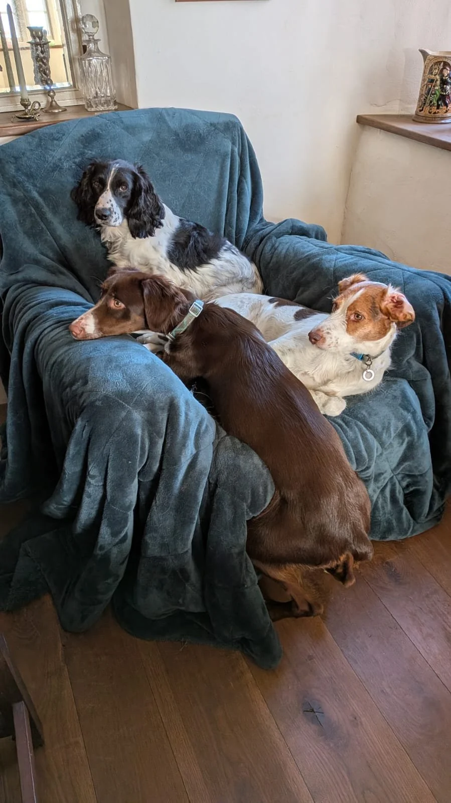 Canela 1600 Fosterer 1.jpg