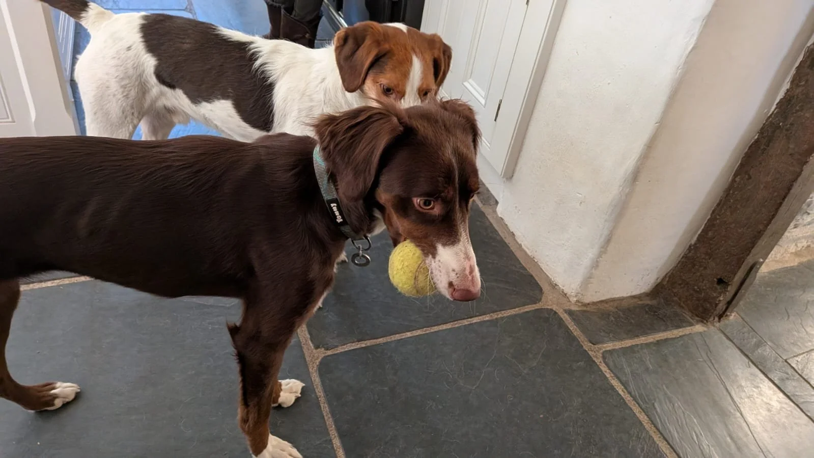 Canela 1600 Fosterer.jpg