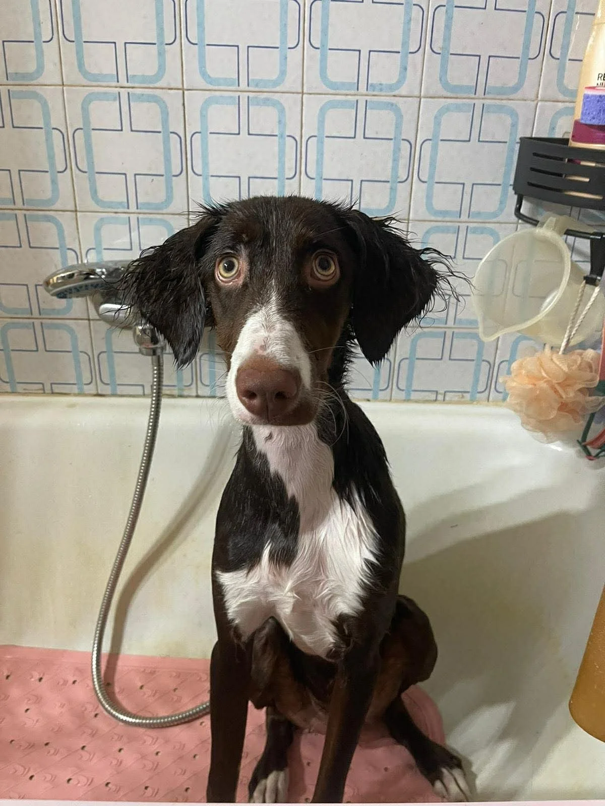 Canela 1600 Spain 2.jpg