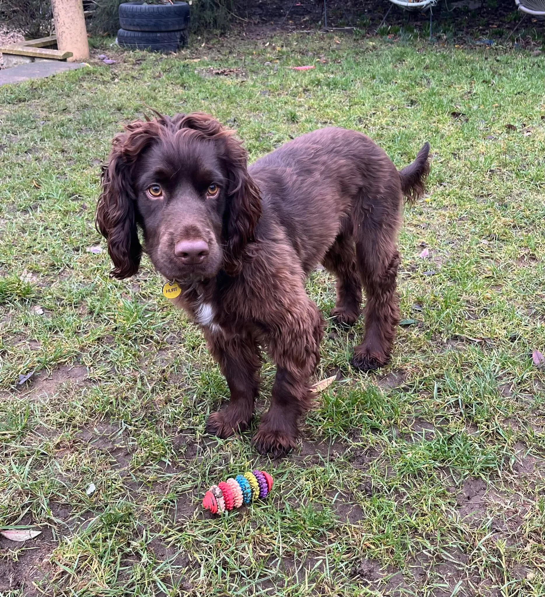 Hamish 1617 Fosterer 2.jpg