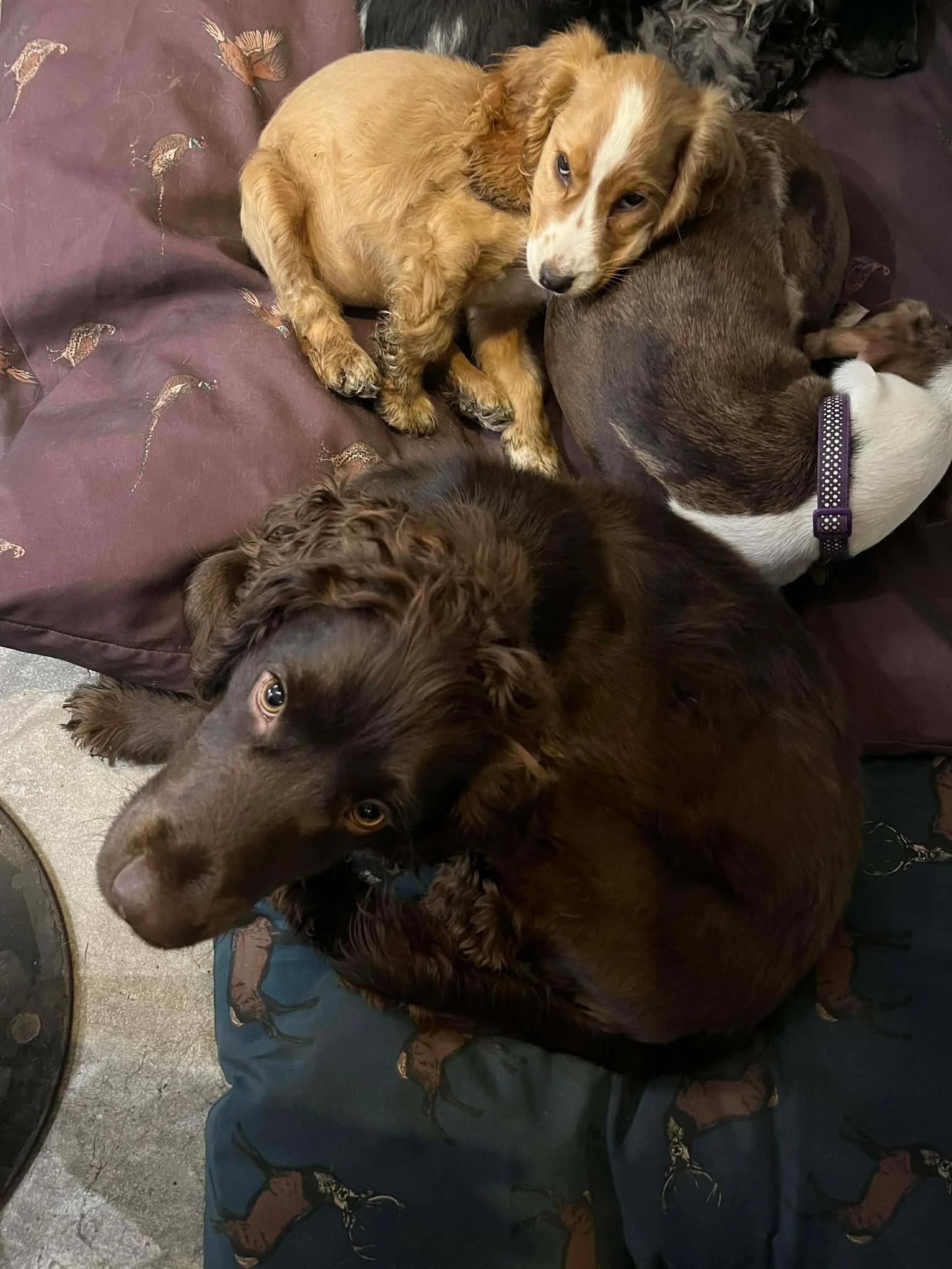 Hamish 1617 Fosterer.jpg