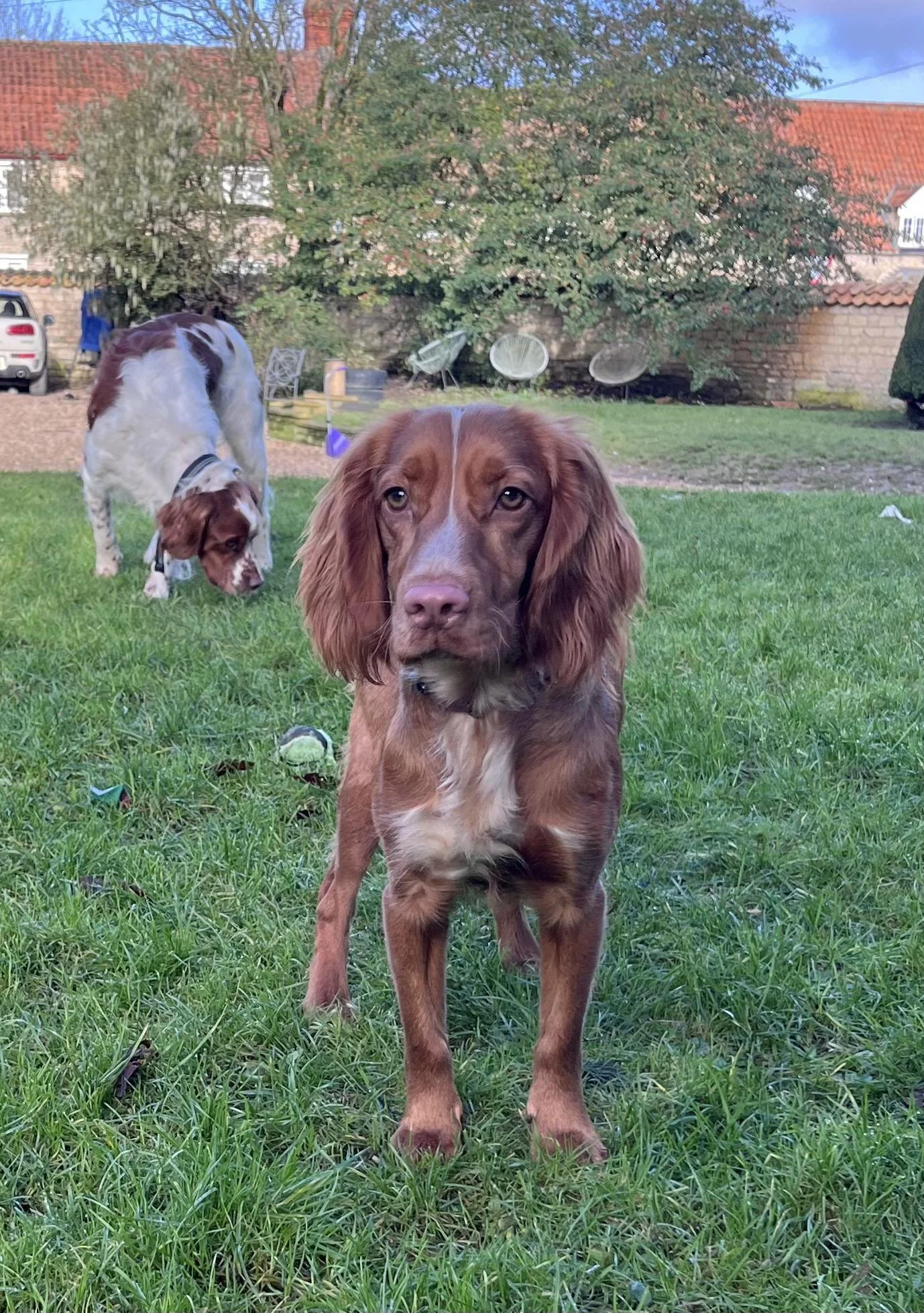 Mabel 1613 Fosterer.jpg