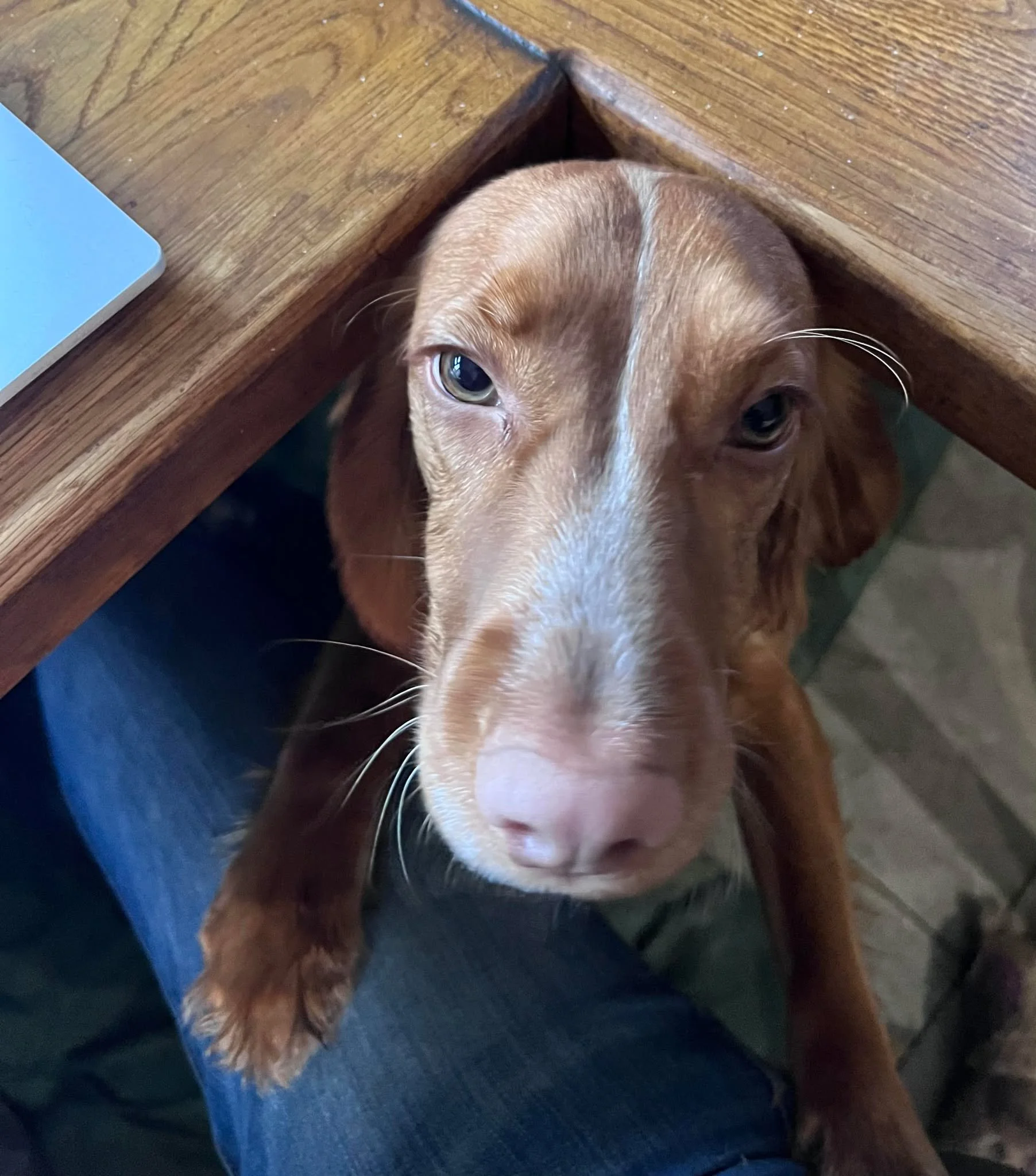 Mabel 1613 Fosterer 2.jpg