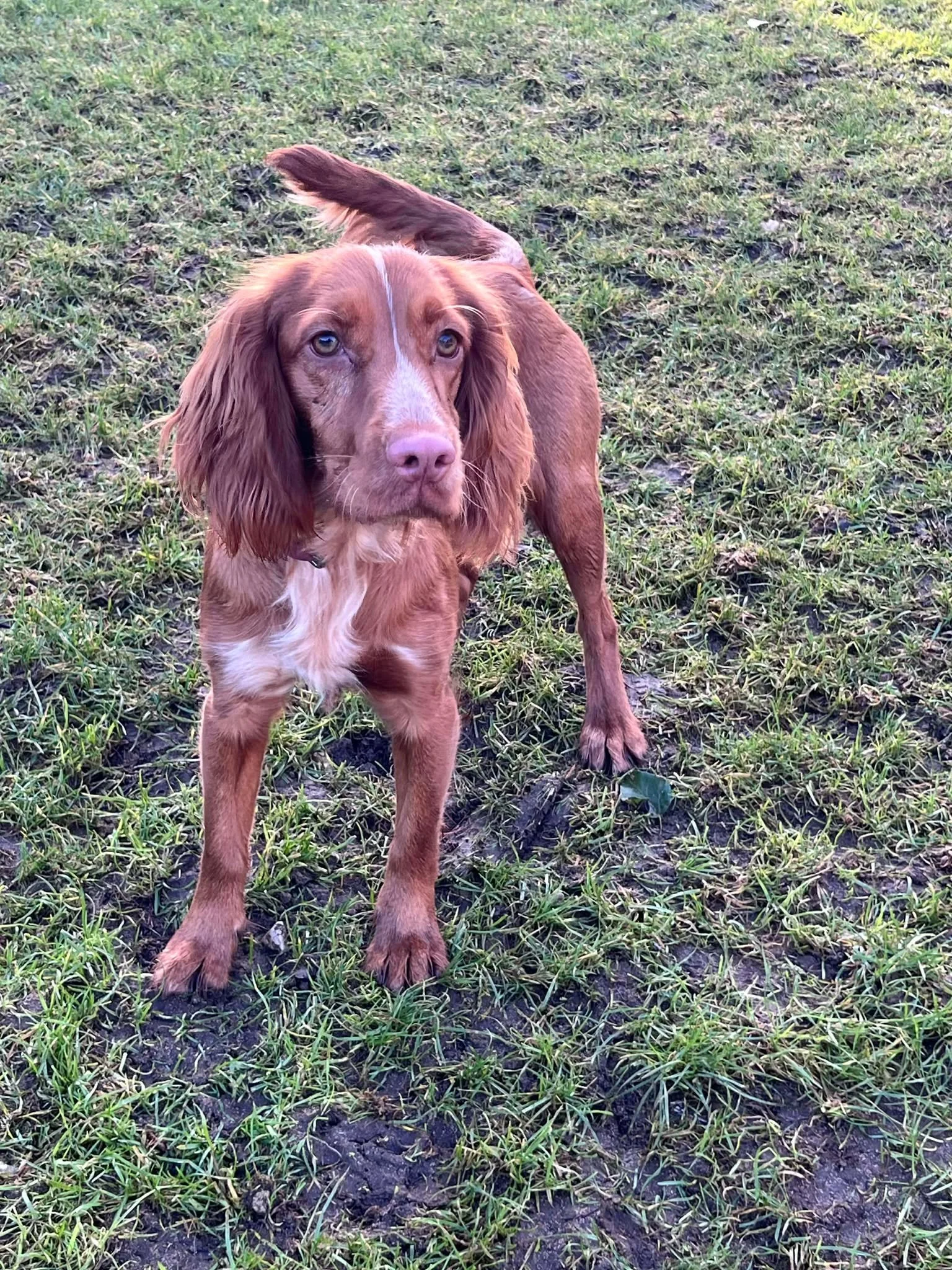 Mabel 1613 Fosterer 1.jpg