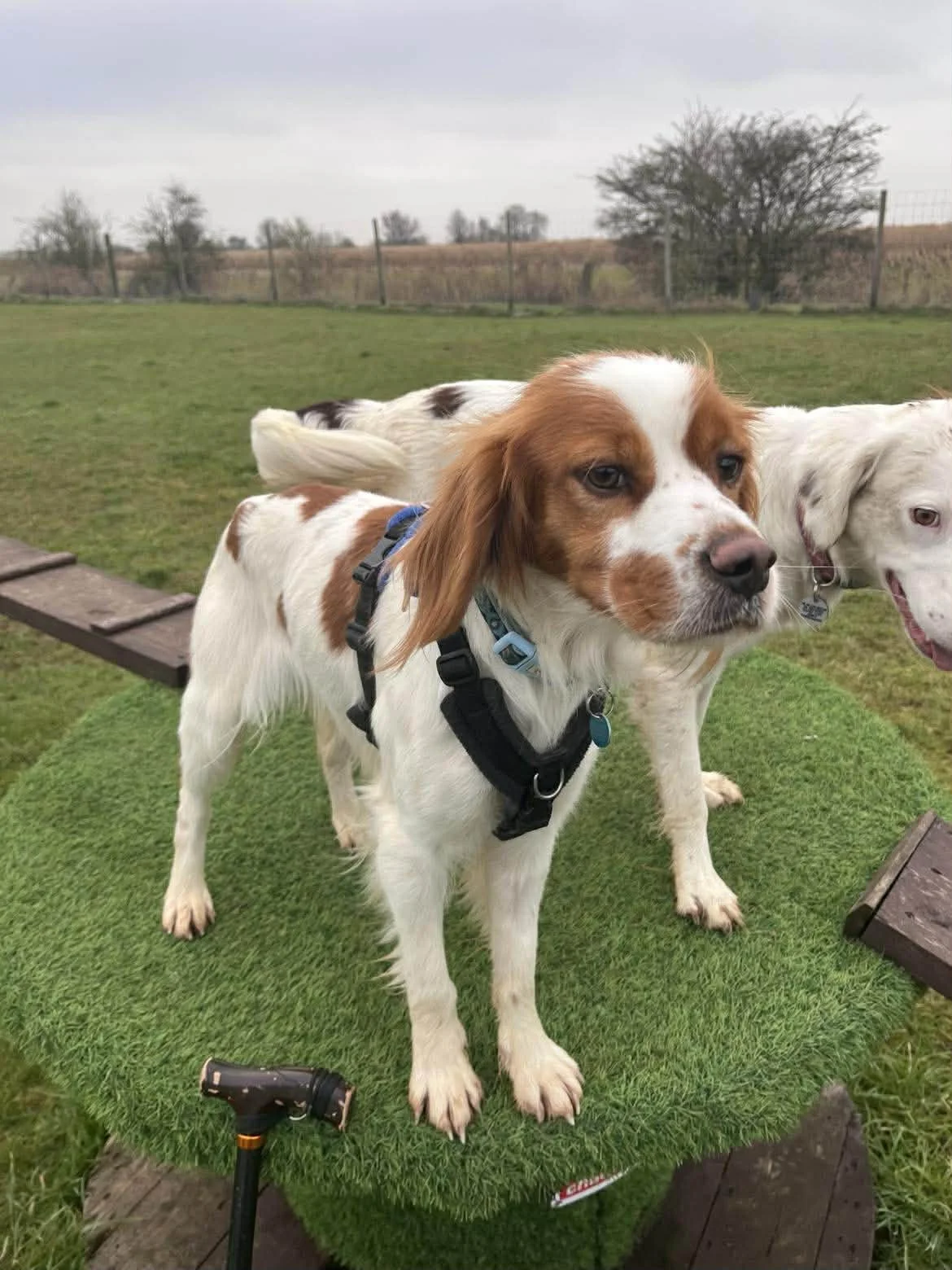 Baxter 1612 Fosterer 23.jpg