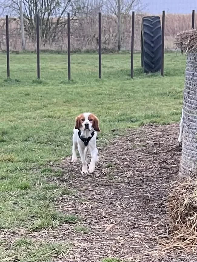 Baxter 1612 Fosterer.jpg