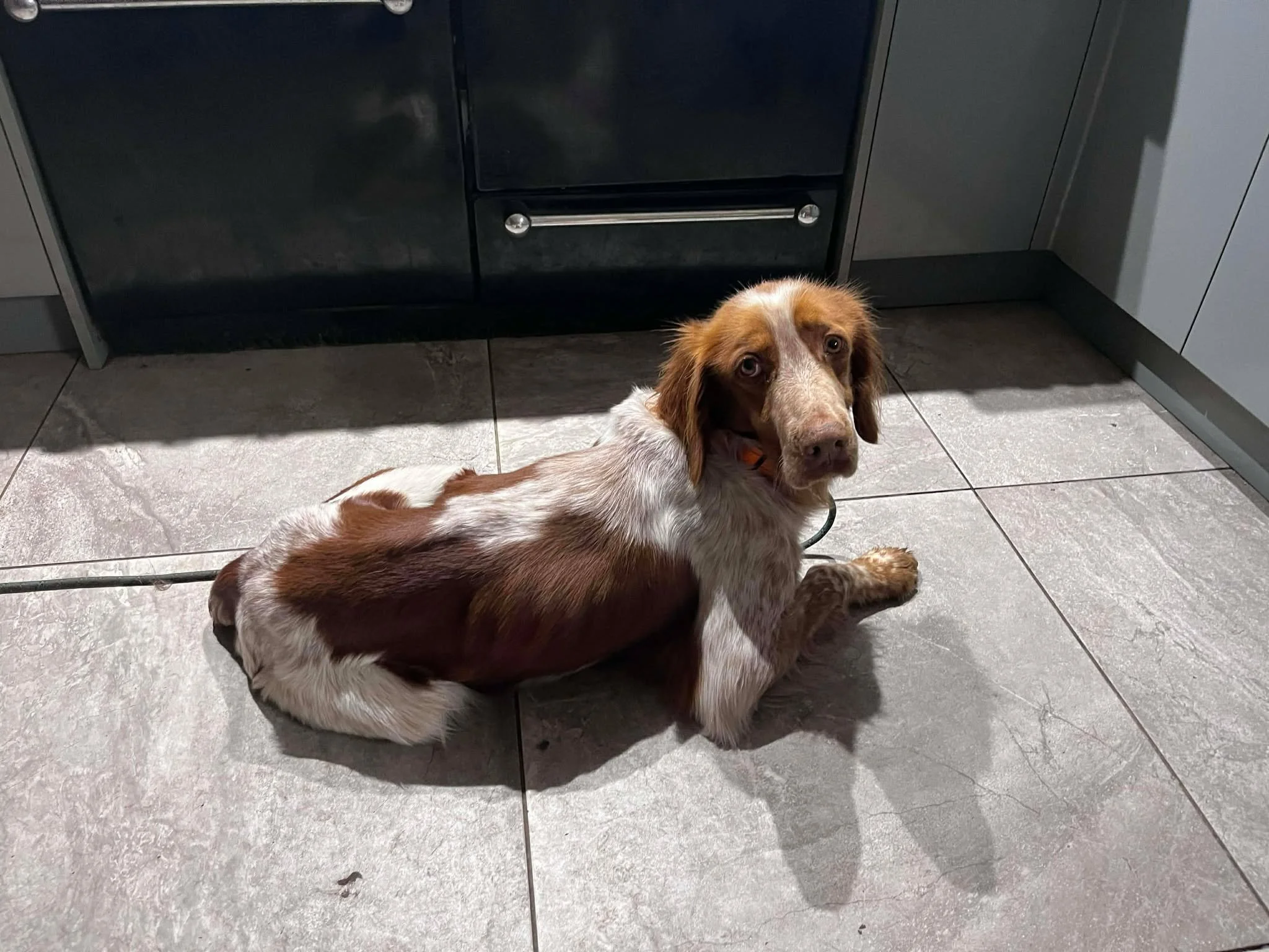 Ron 1607 Fosterer 3.jpg