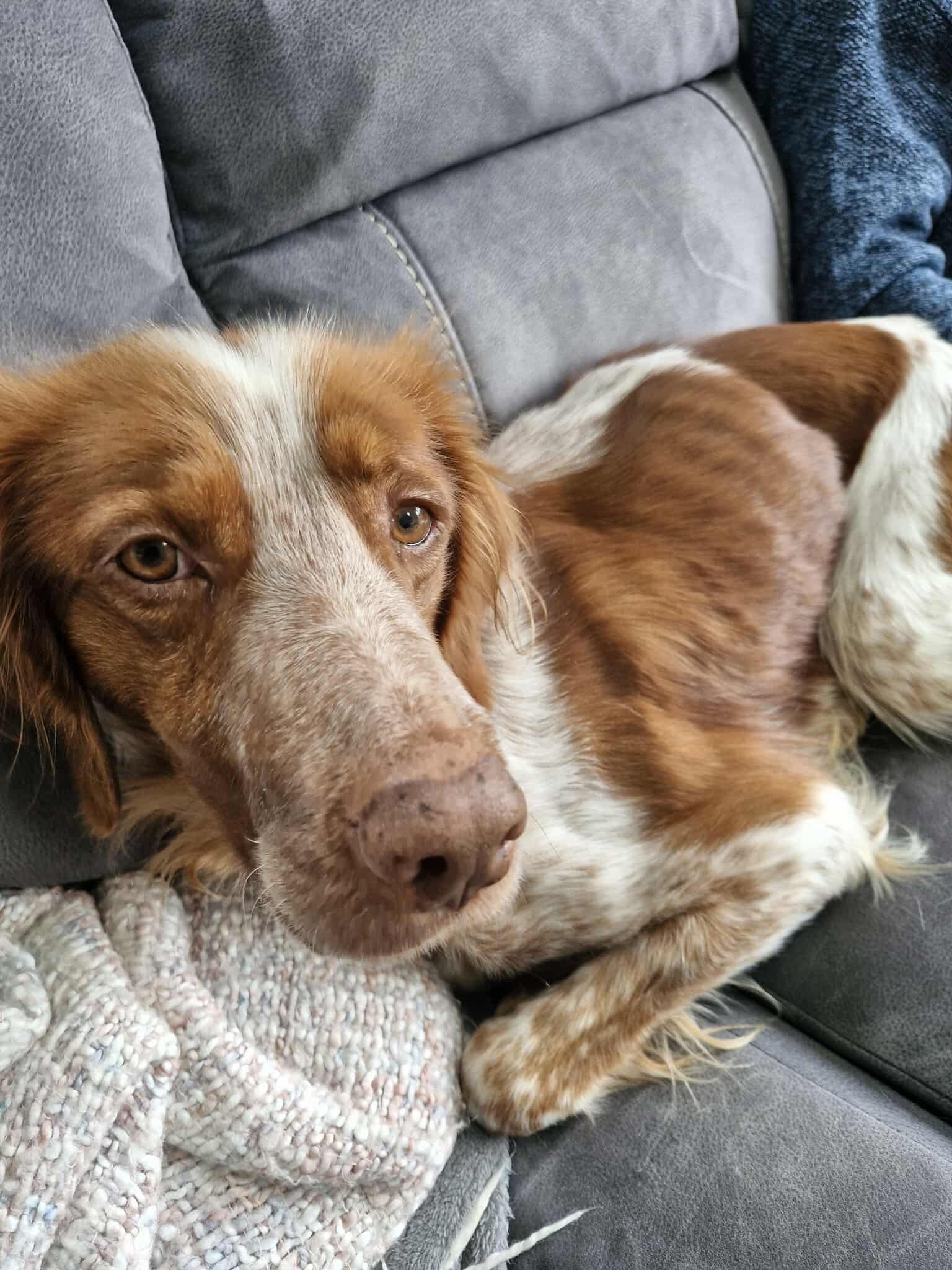 Ron 1607 Fosterer.jpg