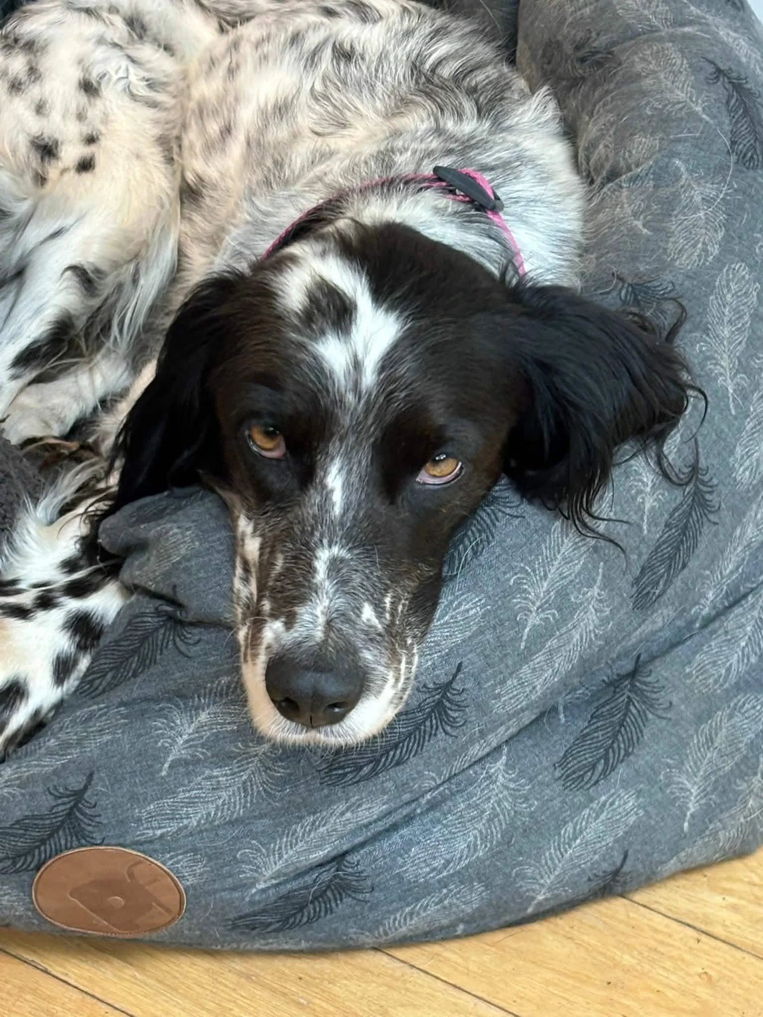 Trufa 1616 Fosterer 2.jpg