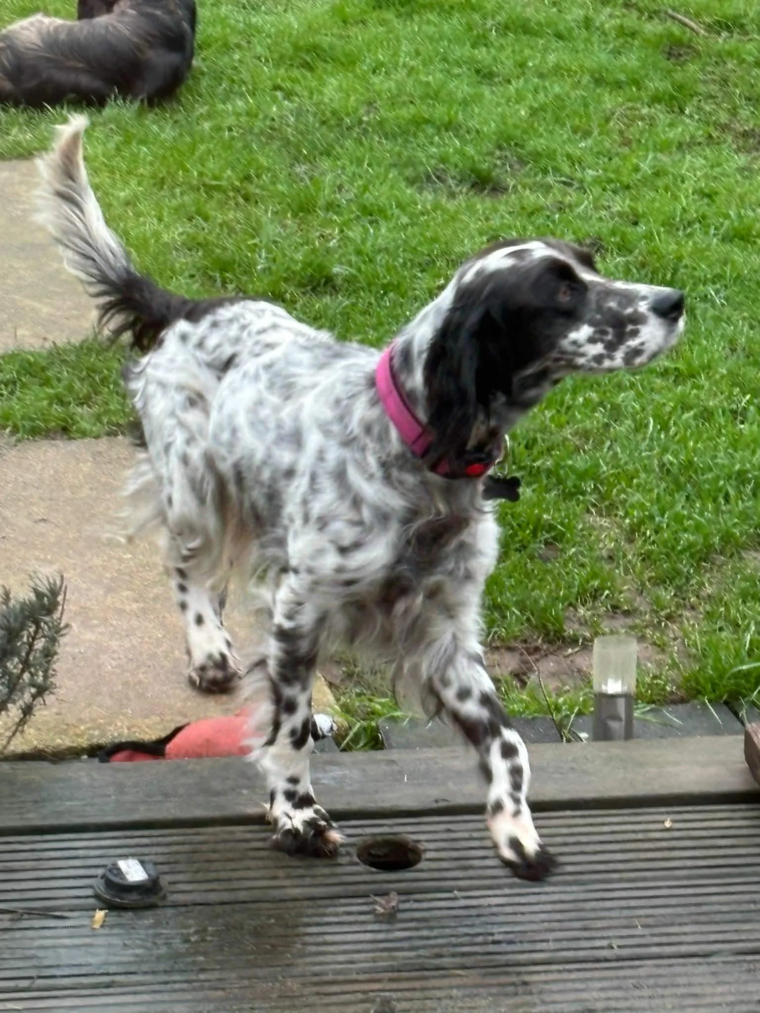 Trufa 1616 Fosterer 1.jpg